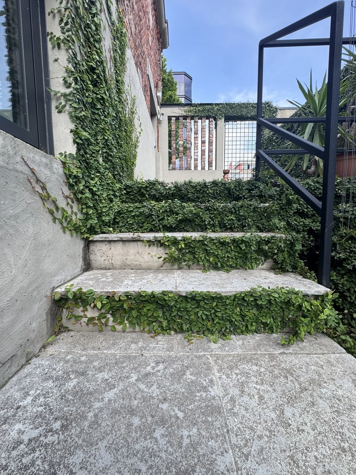 Gradini in pietra coperti di Ficus pumila, tra un muro di cemento e una scala in ferro