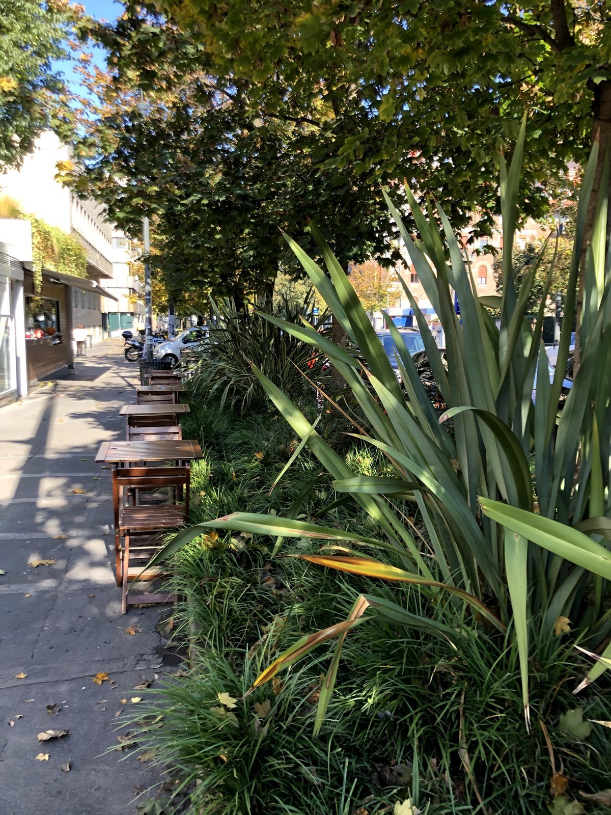 L'aiuola di Phormium lungo il marciapiede, con i tavolini del chiosco in fila