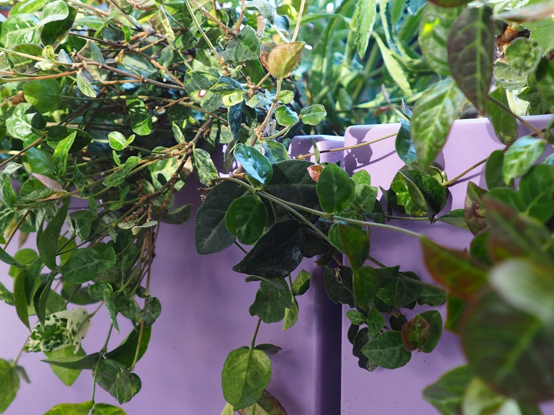 Una fioriera viola sul balcone