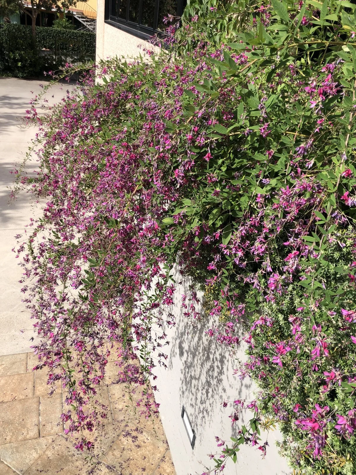 La Lespedeza in fiore, con i rami viola che cadono su un muro di cemento
