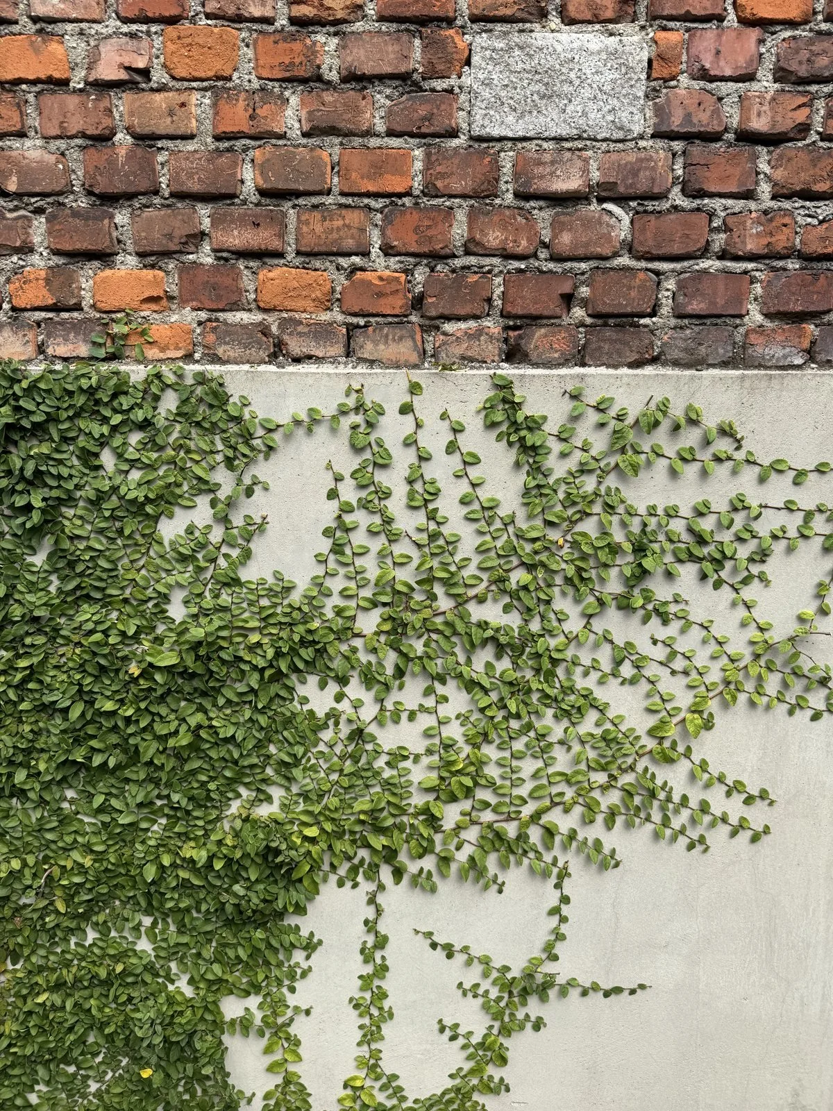 Ficus pumila che si arrampica su un muro di cemento sotto una fascia di mattoni