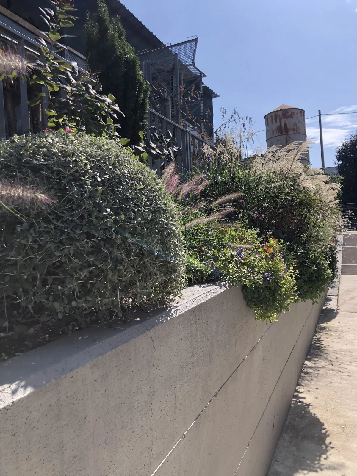Un grande Teucrium tondo lungo il muro, con graminacee e il vecchio silo sullo sfondo