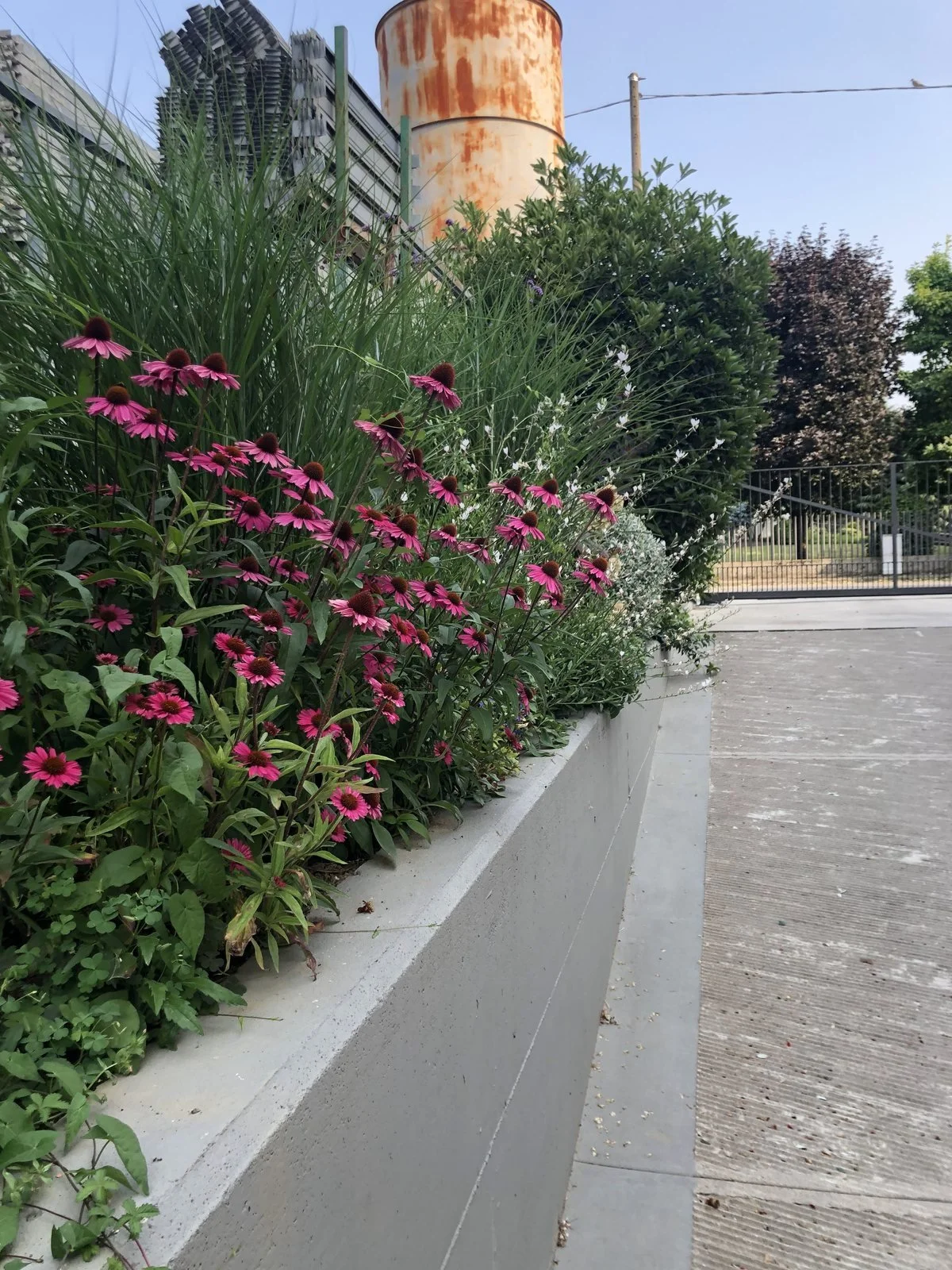 Echinacee rosa e graminacee lungo il muro dell'aiuola
