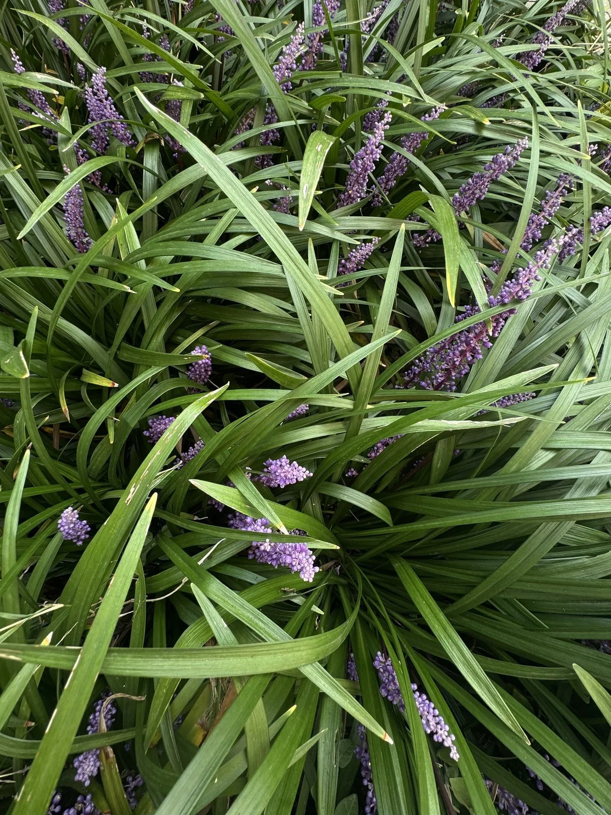 Liriope in fiore, con le spighe viola tra le foglie sottili