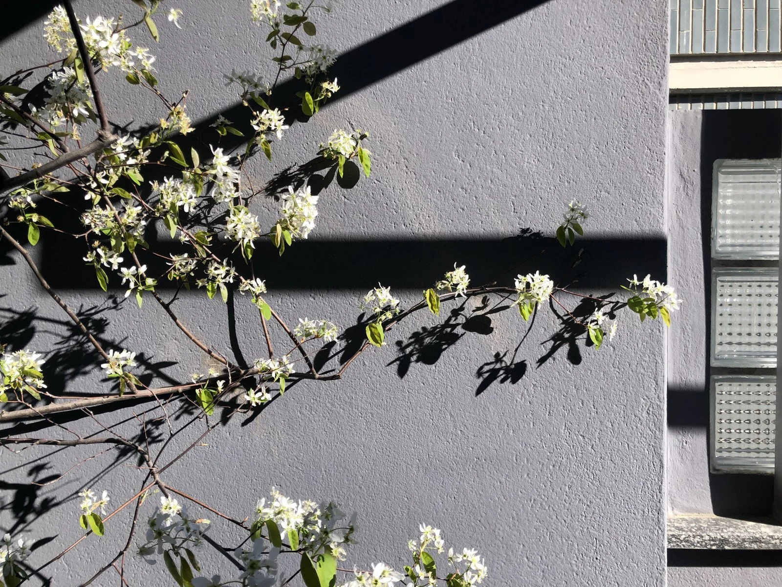 Rami fioriti di Amelanchier su un muro grigio, con le ombre delle travi
