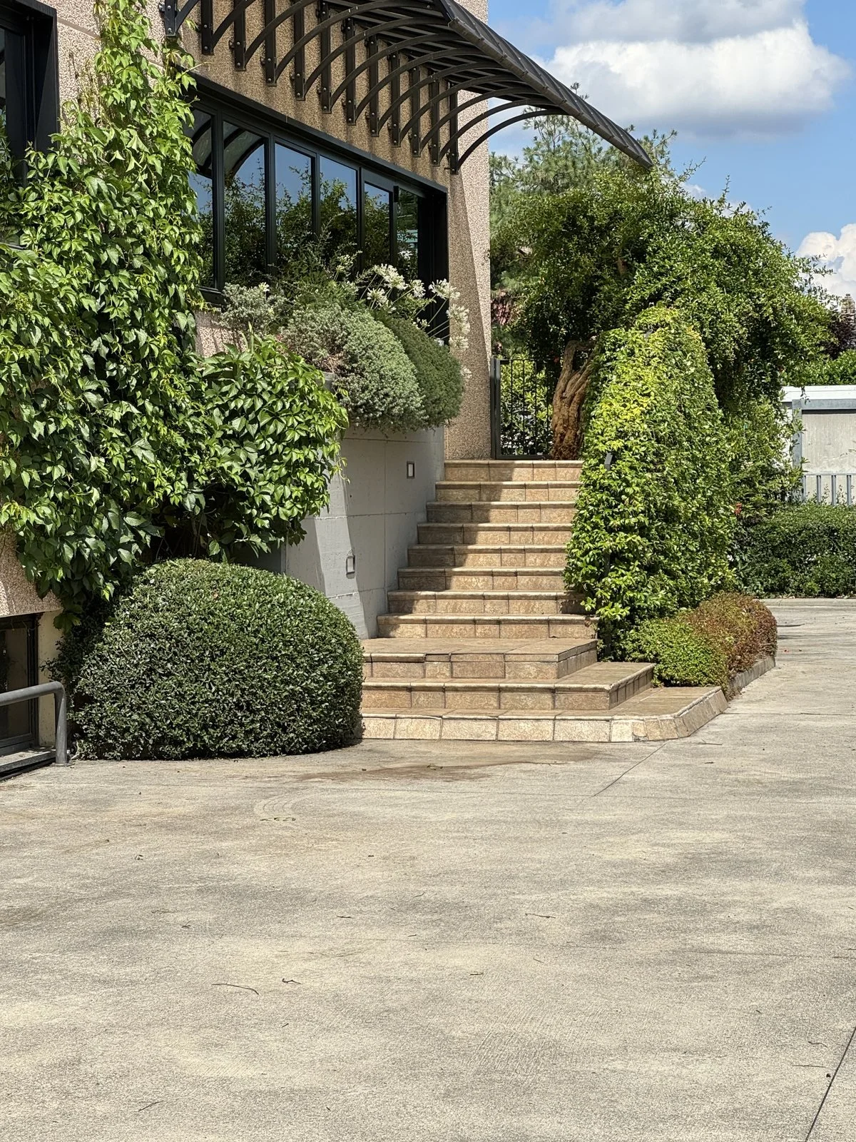 La scala del cortile con un Teucrium potato a sfera e un cipressino