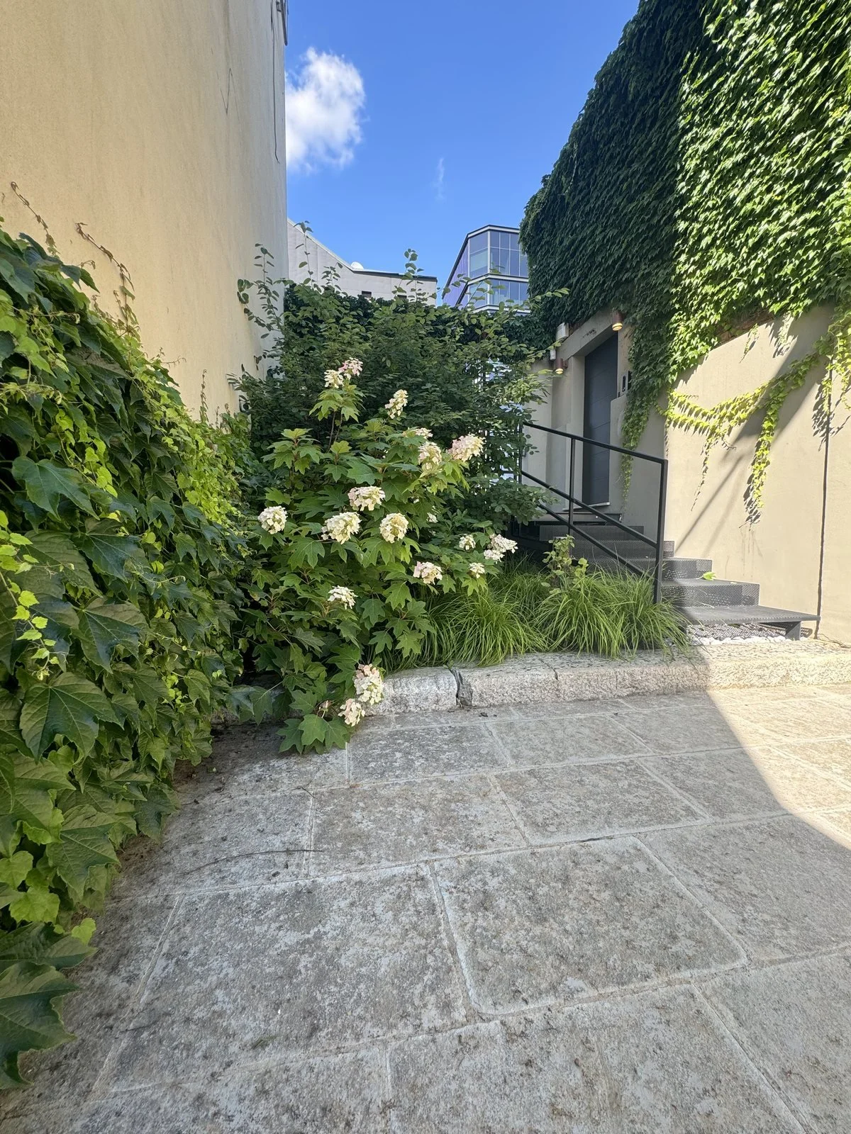 Il cortile dell'ex fabbrica a Milano: muro coperto di rampicanti, ortensie quercifoglie in fiore e la scala in ferro