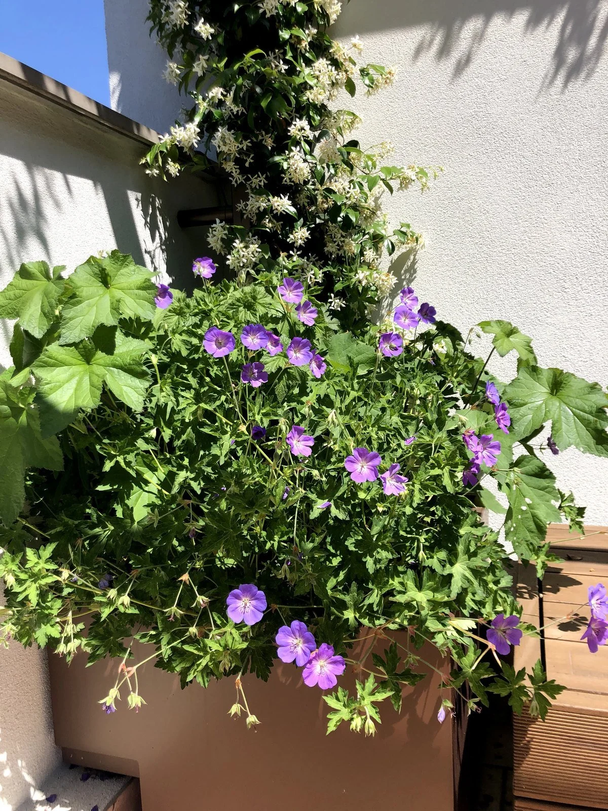 Geranium dai fiori viola e gelsomino rampicante in una fioriera sul terrazzo