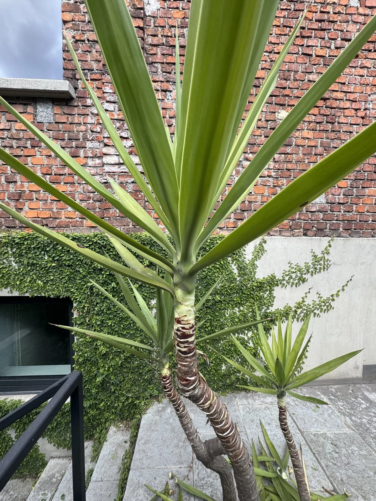 Una Yucca davanti a un muro di mattoni coperto di verde