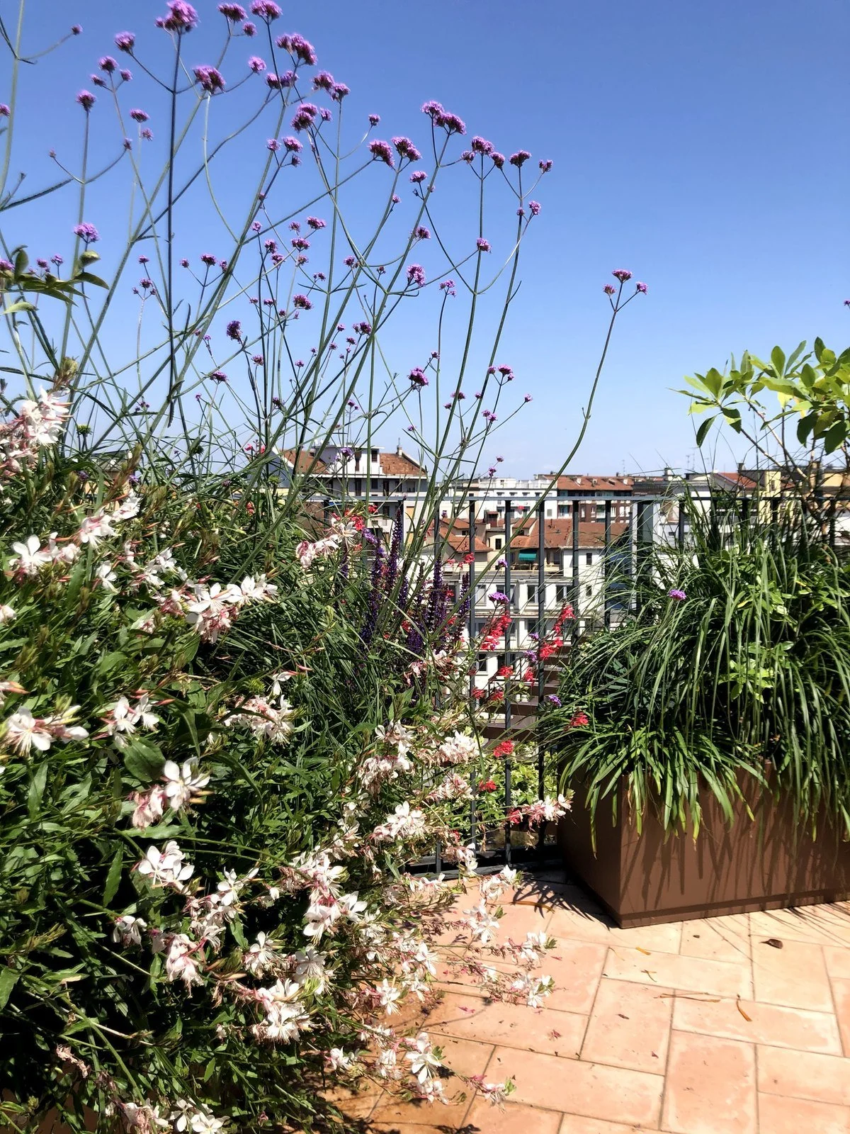 Gaure, verbene e un'erba ornamentale in una fioriera sul terrazzo, con i tetti di Milano sullo sfondo