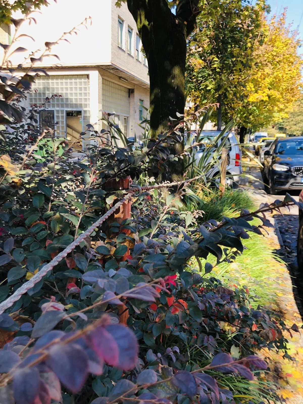 Loropetalum dai colori d'autunno nell'aiuola davanti al chiosco