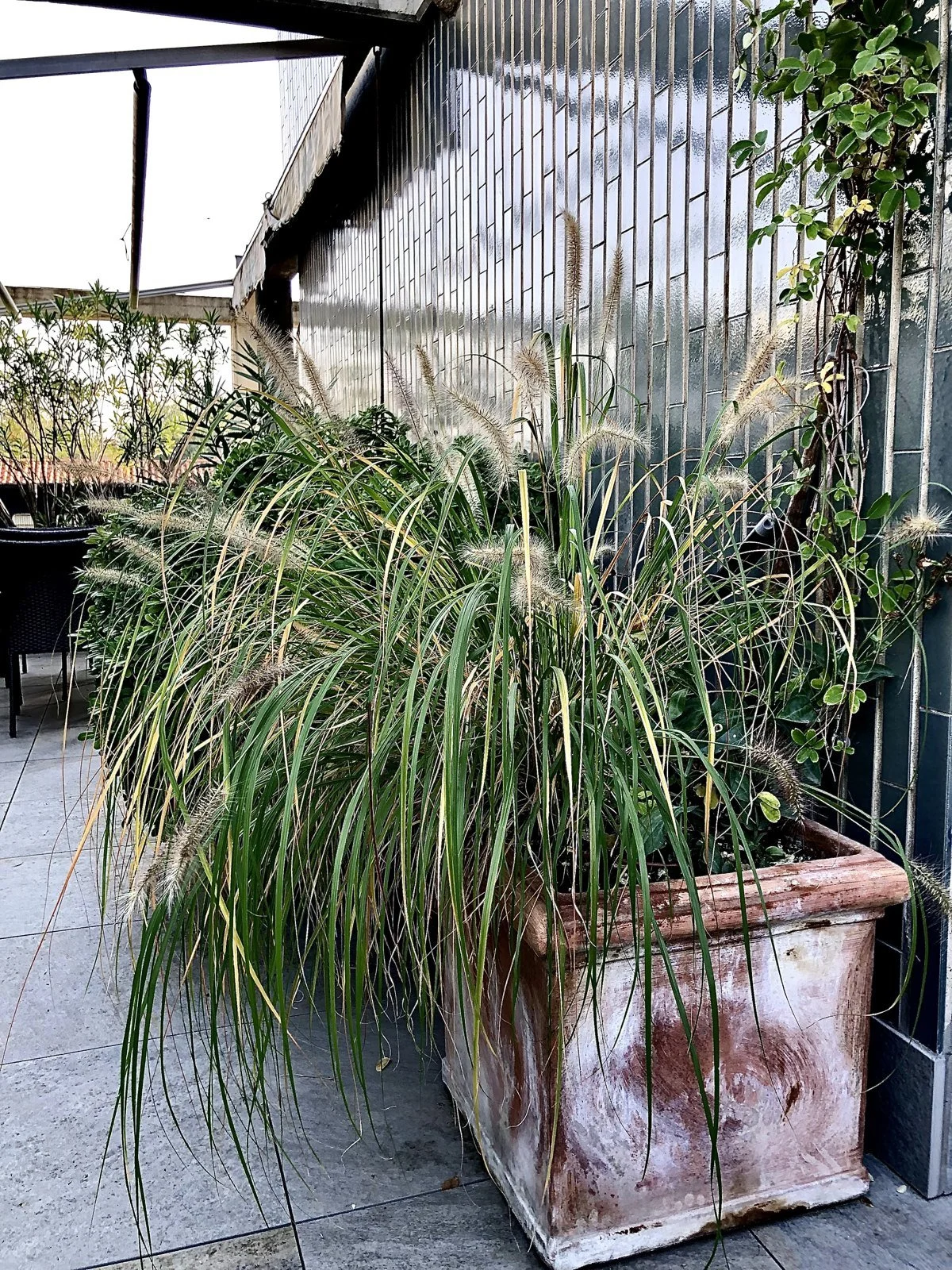 Pennisetum in un grande vaso di cotto su un terrazzo di Milano
