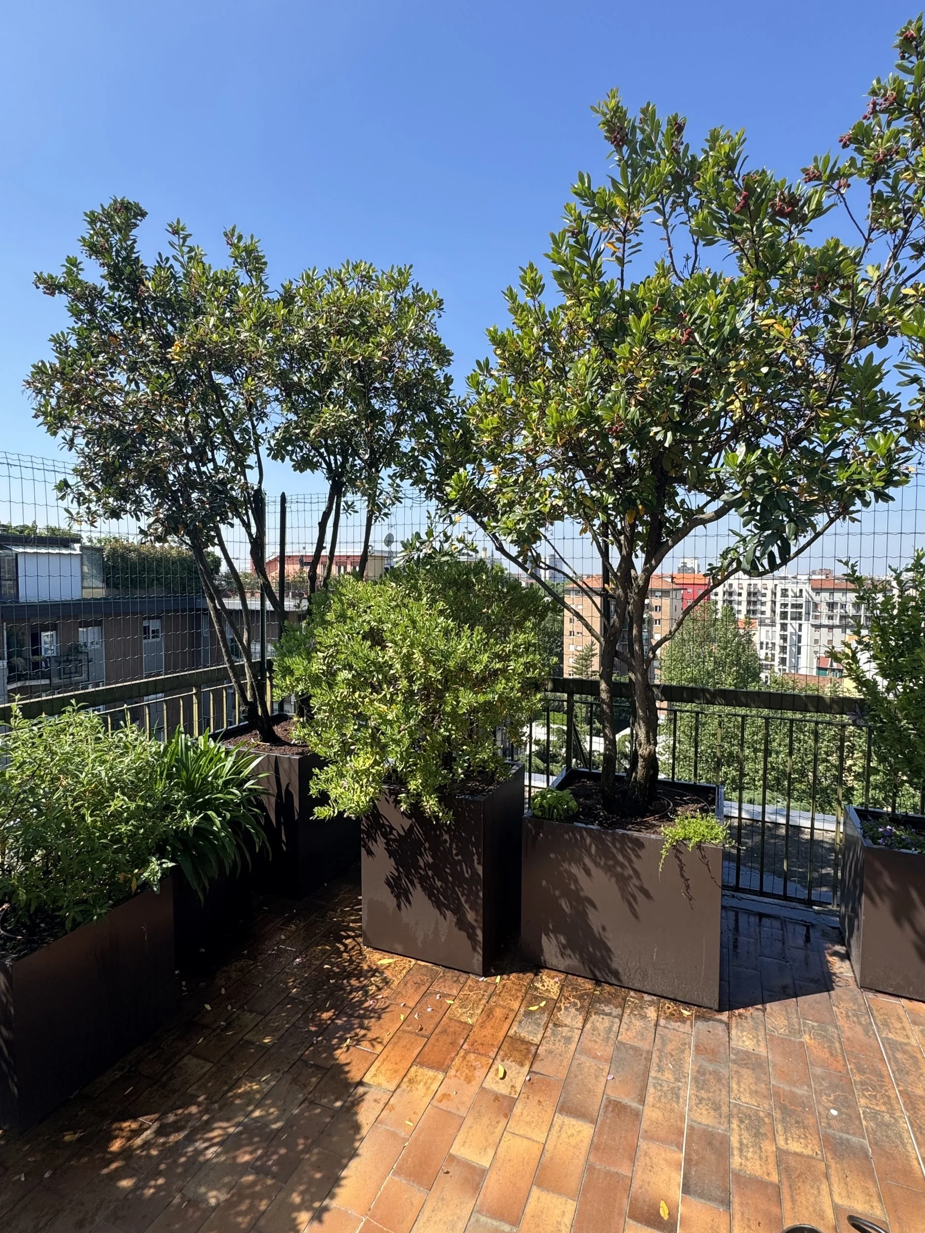 Alberi in grandi fioriere su un terrazzo di Milano, con i palazzi sullo sfondo