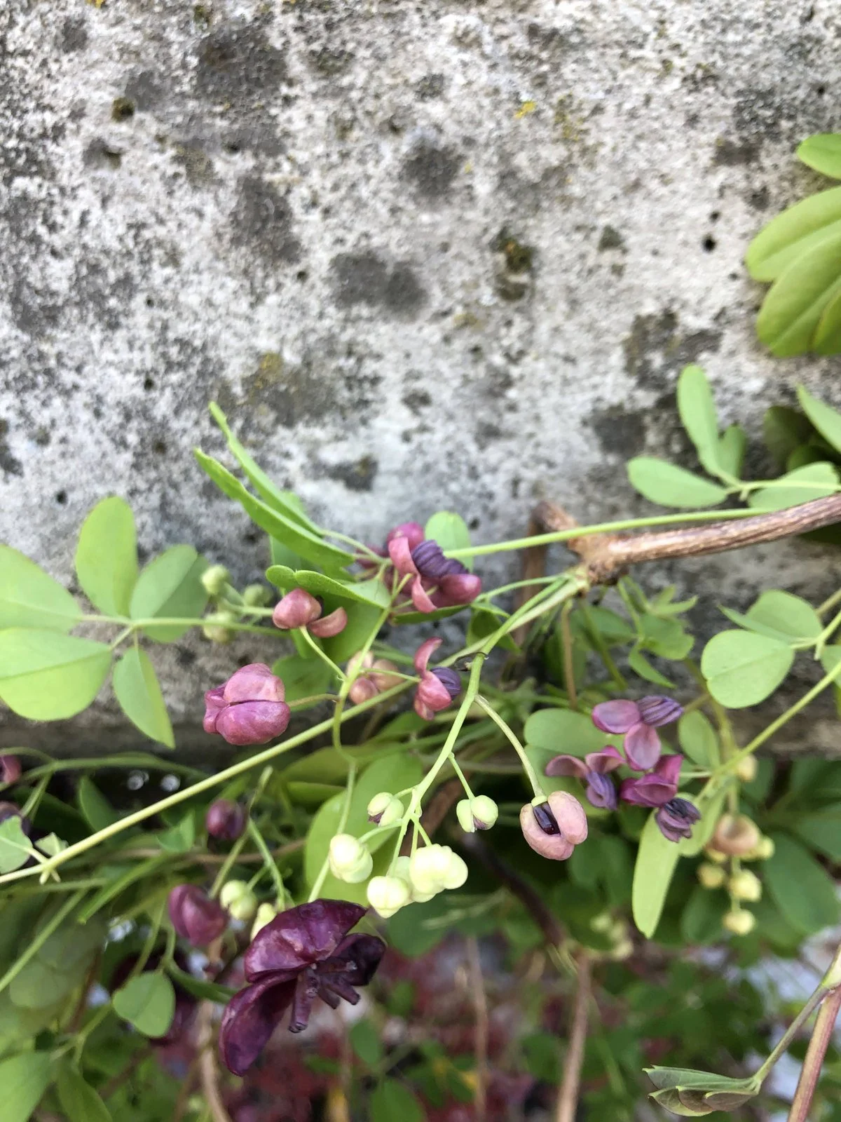 Fiori di Akebia quinata su cemento coperto di licheni