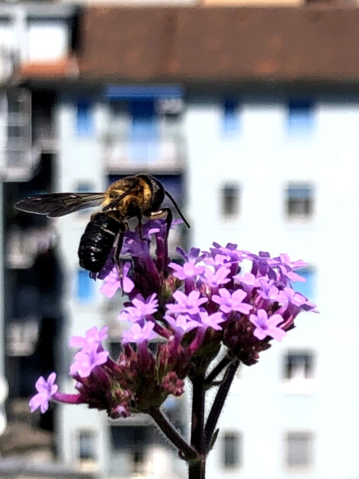 Un'ape su un fiore di Verbena bonariensis, con i palazzi di Milano sfocati sullo sfondo