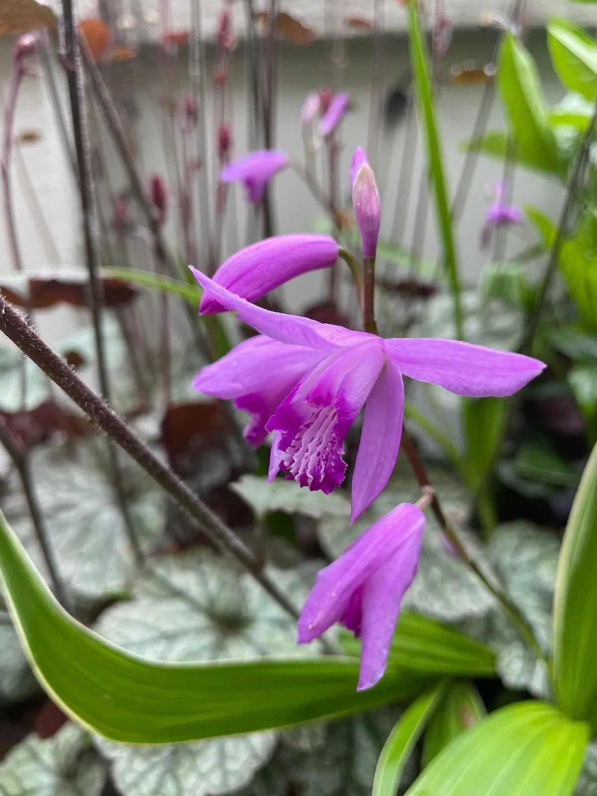 Dettaglio di una fioritura nel giardino all'ombra