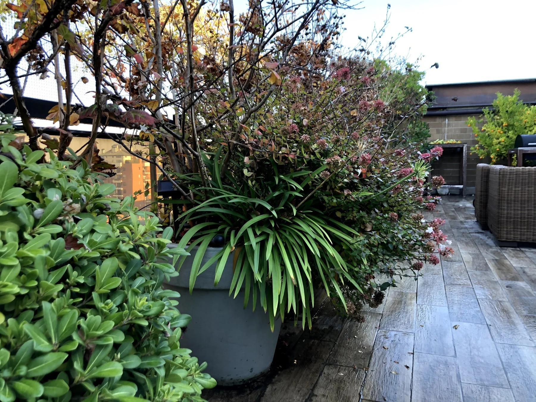 Abelie e ortensie · 2018