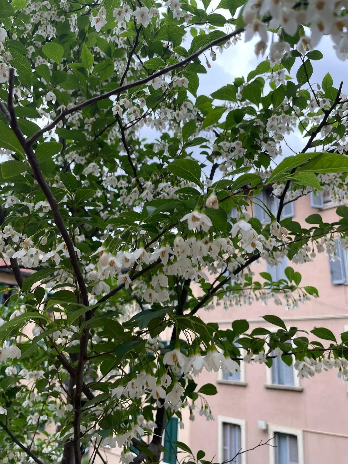 Styrax in fiore su un terrazzo all'ombra a Milano