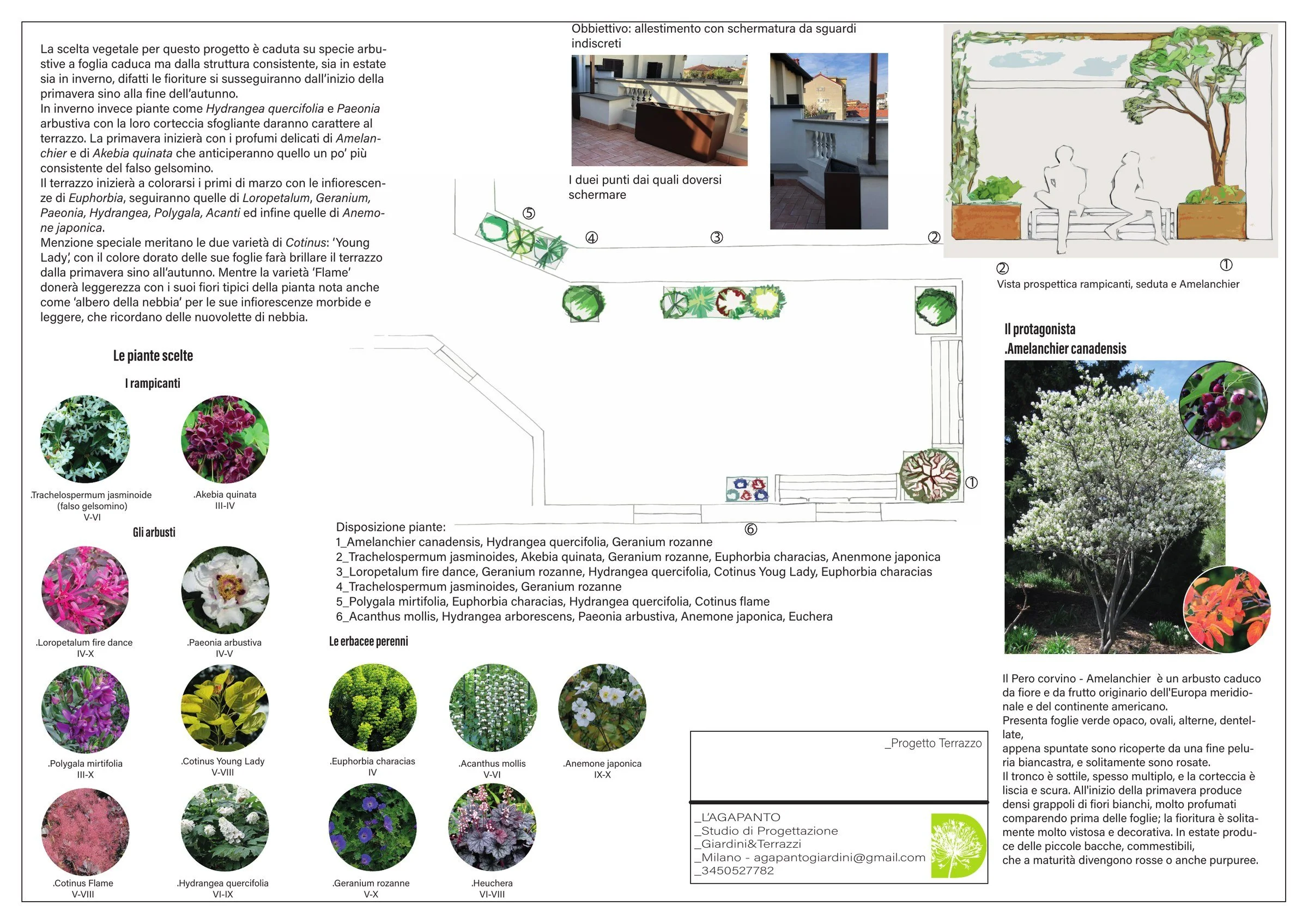 Tavola di progetto del terrazzo a Milano: pianta con la disposizione delle piante, vista prospettica con rampicanti e seduta, schede di Amelanchier canadensis, Hydrangea quercifolia, Cotinus e altre specie