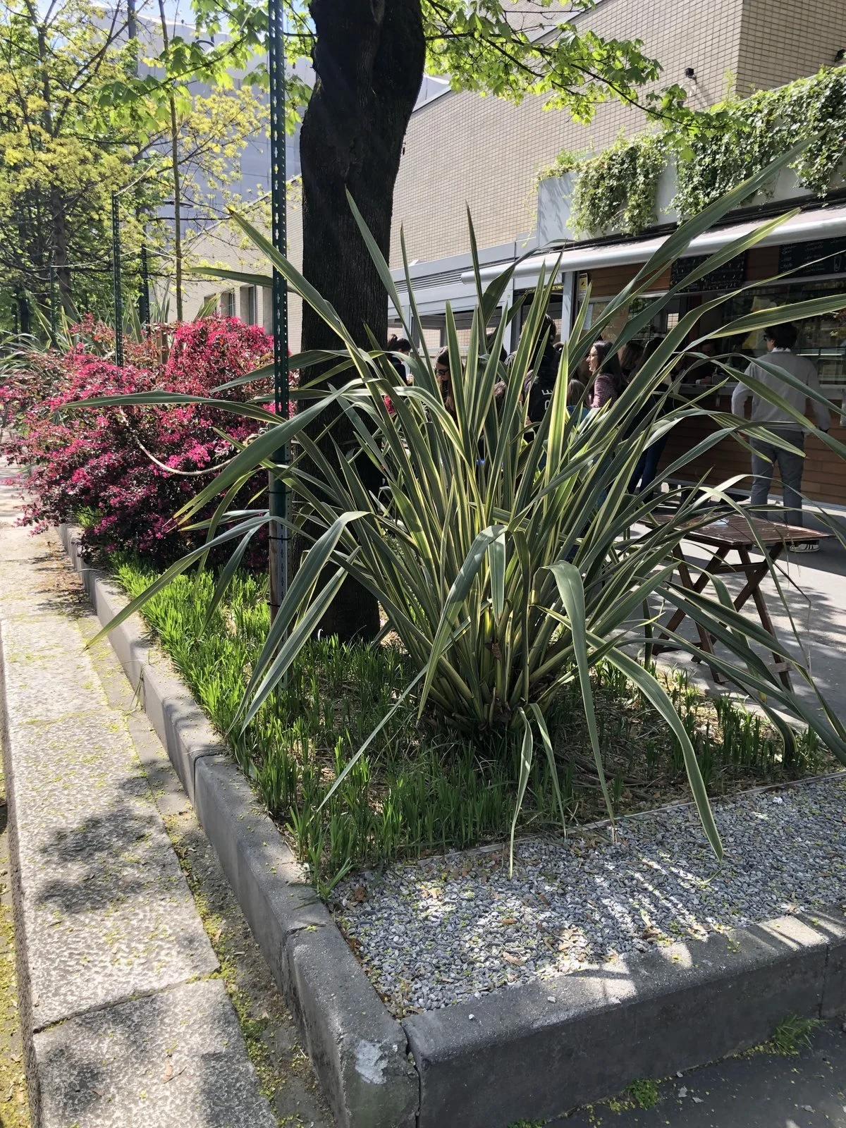 Phormium variegato e Loropetalum rosa in fiore accanto ai tavolini del chiosco