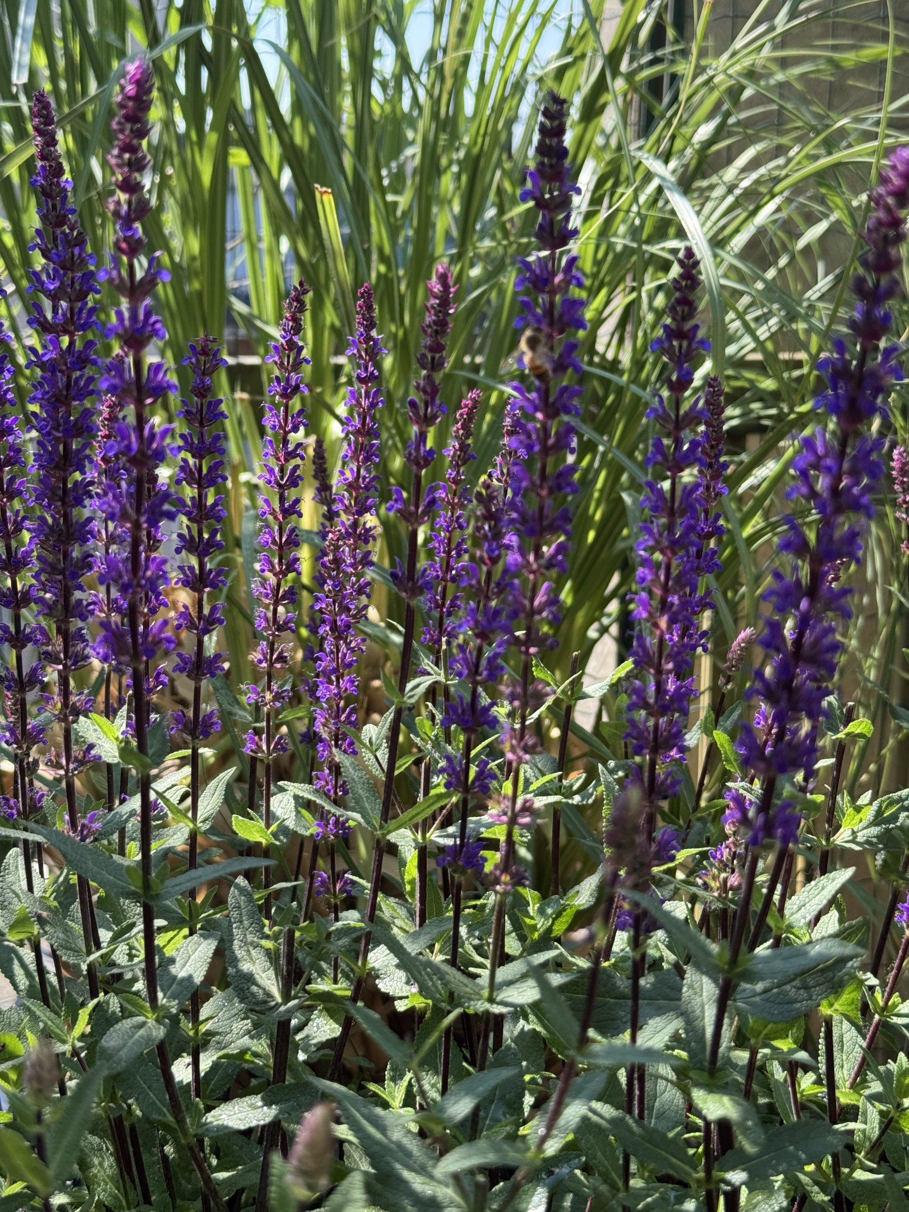 Fioritura di salvia nemorosa viola tra graminacee, terrazzo a Milano