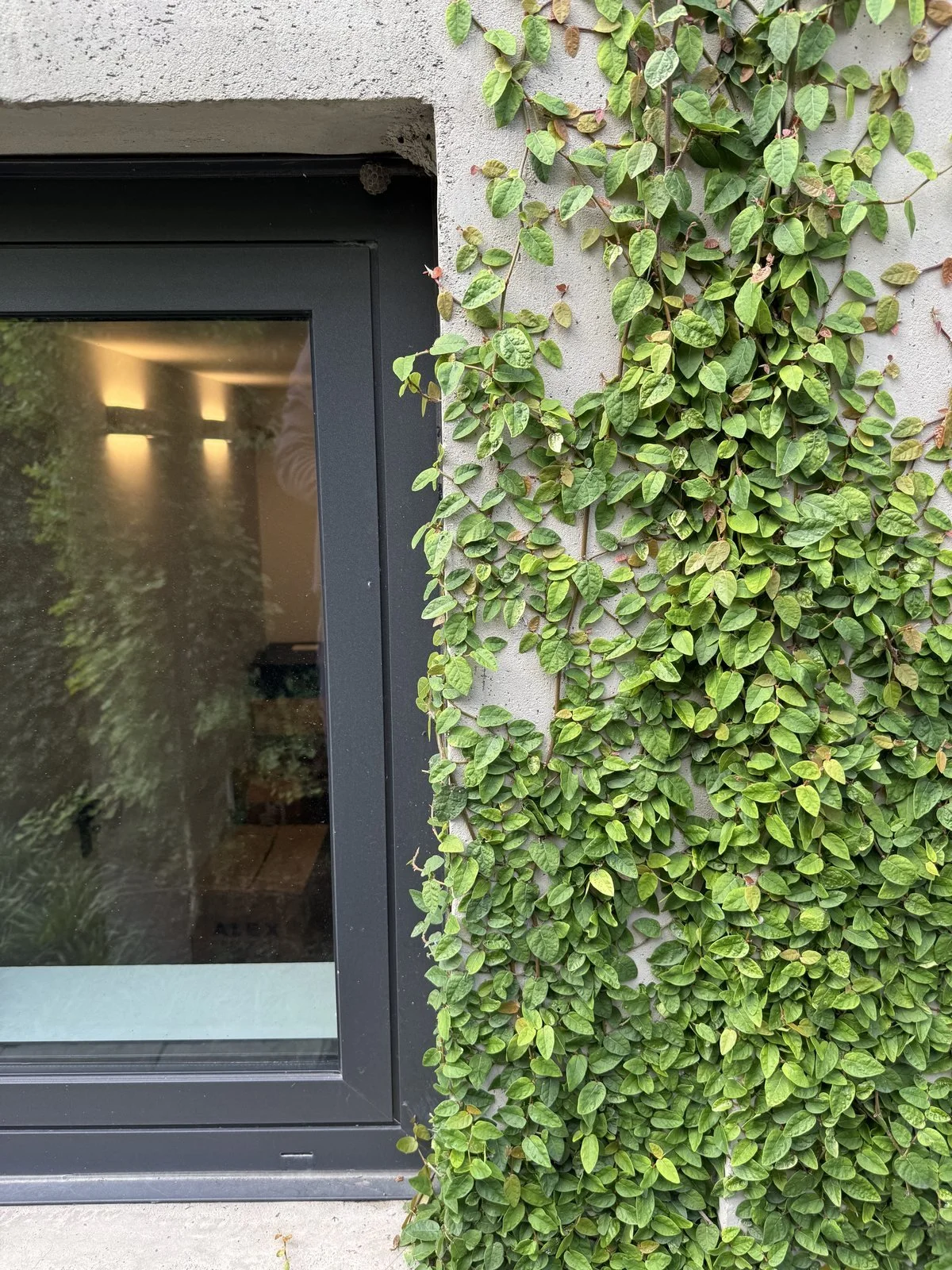 Ficus pumila che incornicia la porta finestra dell'ex fabbrica