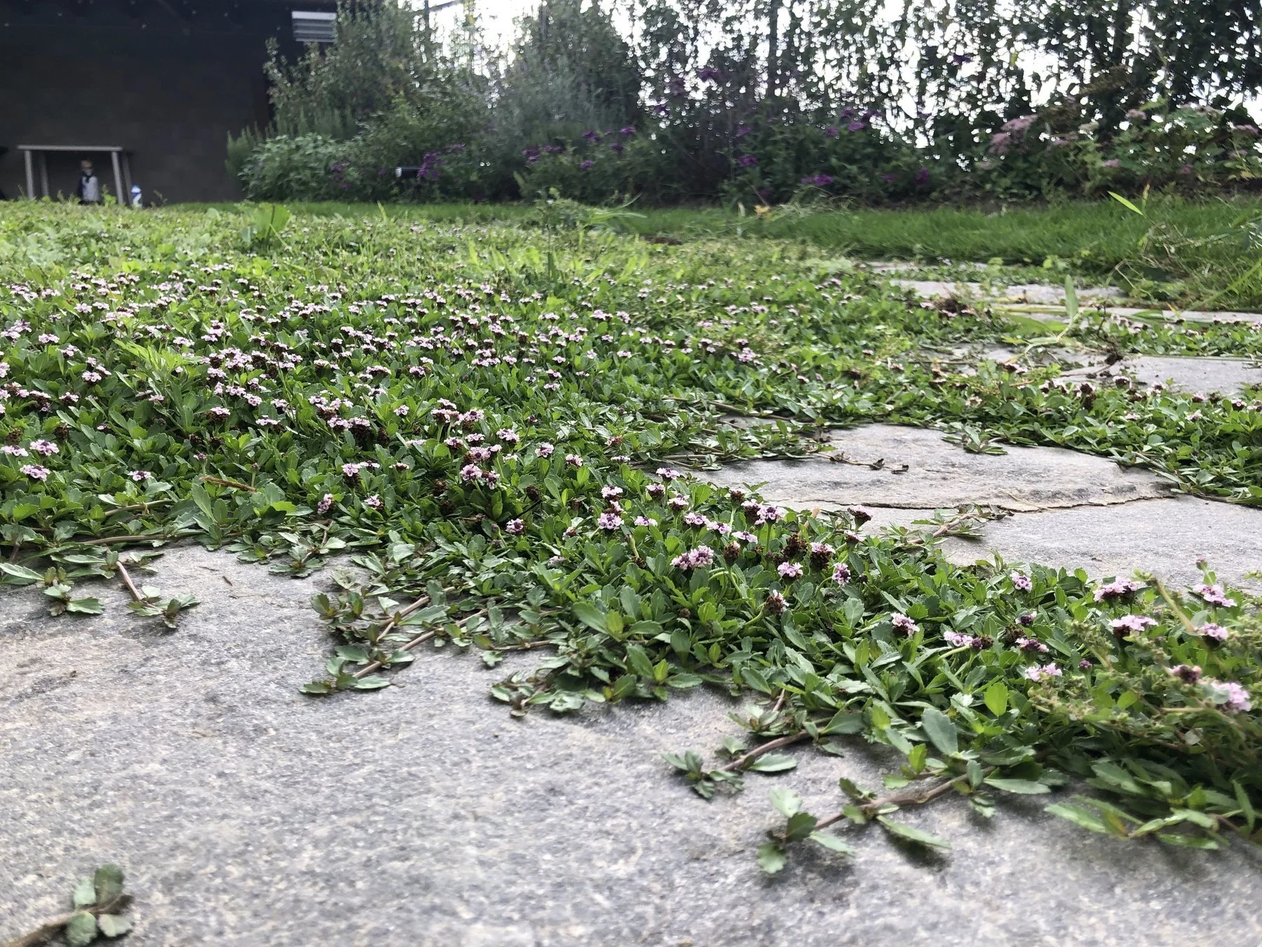 Lippia e pietra · 2023