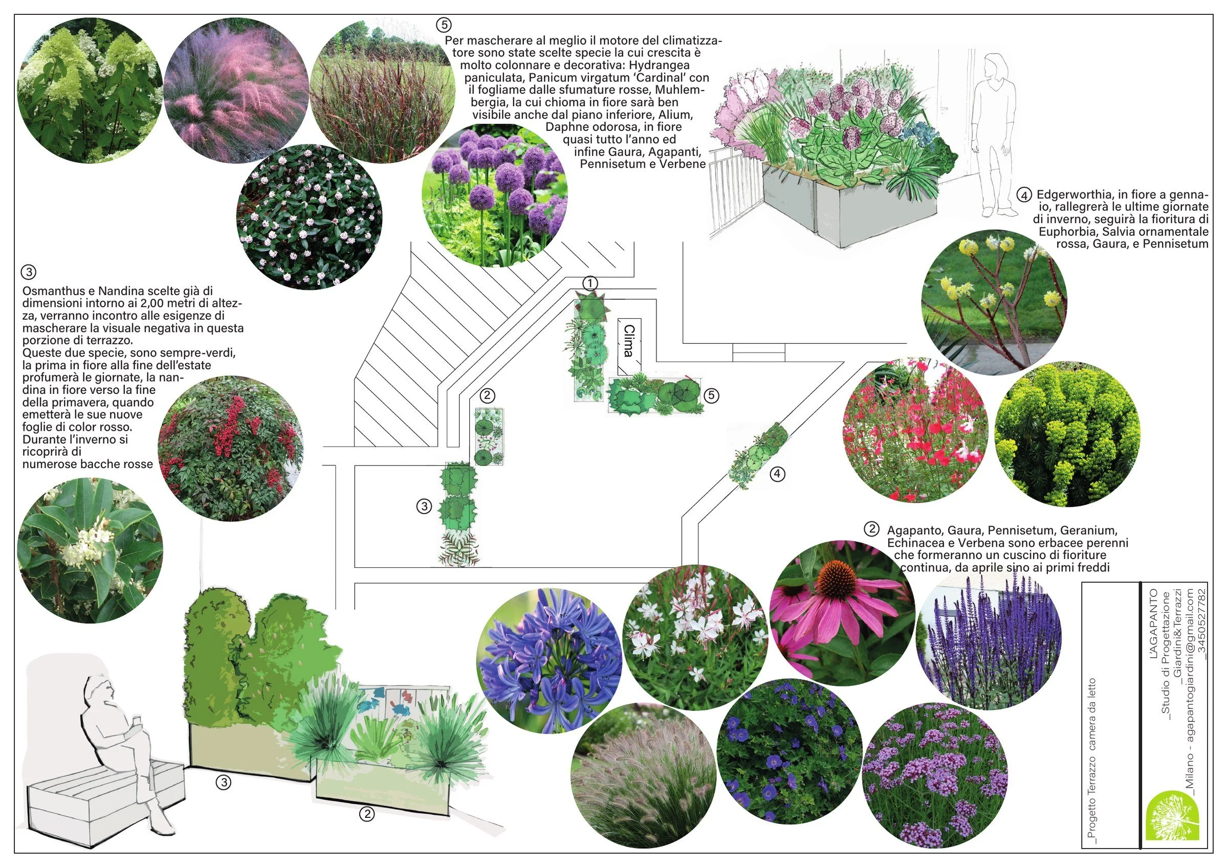 Tavola di progetto del piano alto del terrazzo a Milano: pianta con le fioriere e schede di Hydrangea paniculata, Panicum, Muhlenbergia, Allium, Osmanthus, Nandina, Agapanthus, Gaura, Echinacea, Salvia e Verbena