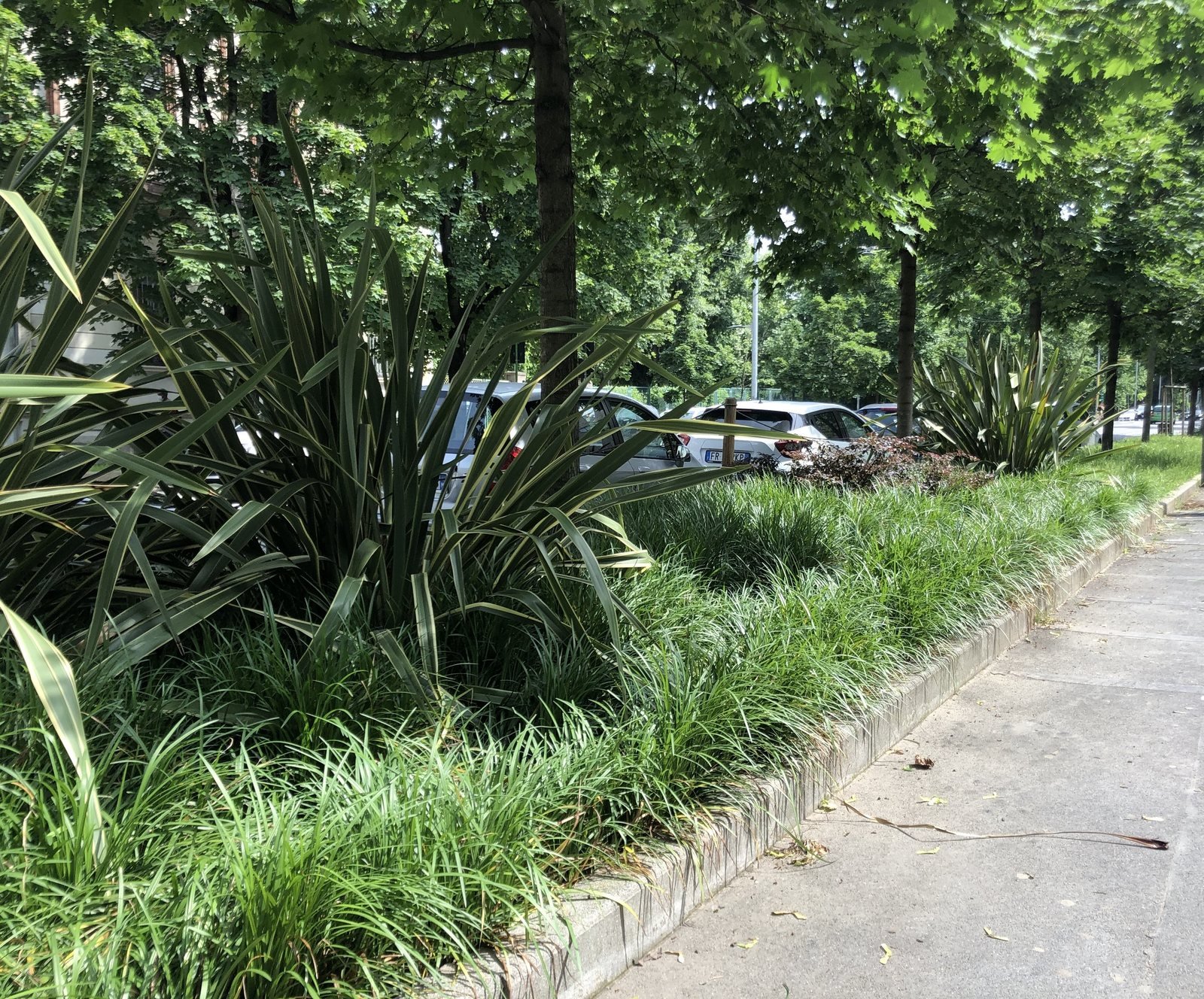 Phormium e Liriope nell'aiuola sotto gli alberi, lungo il marciapiede