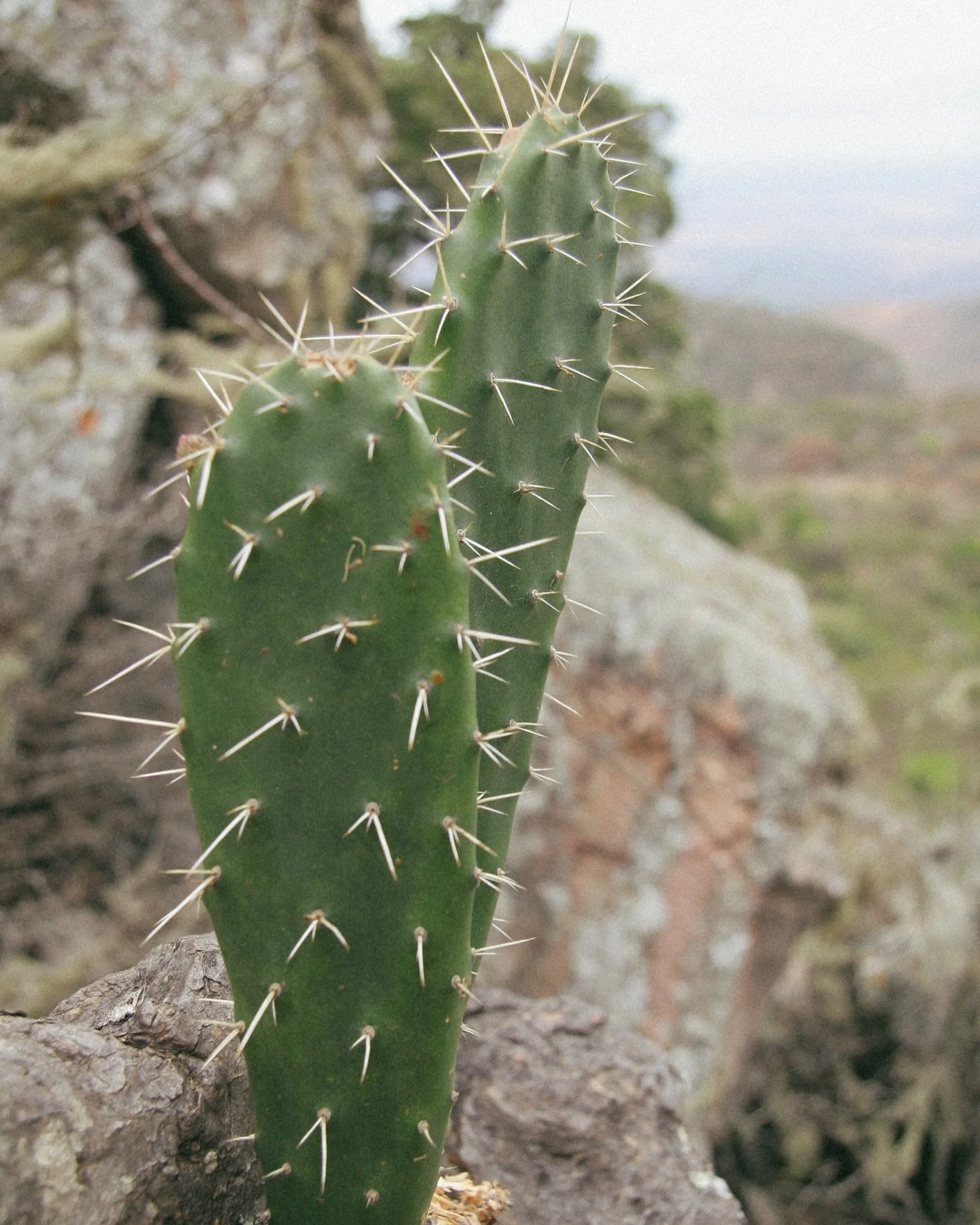 If it doesn&rsquo;t bite, sting, or chase you&hellip; it probably has thorns. Welcome to the bush! 🌵🐾

📸 by previous guests

#NatureLover #WildAndFree #EarthVisuals #VisitAfrica #ThornyBeauty #BushVibes #EverythingHasThorns #SurvivalOfTheFittest #