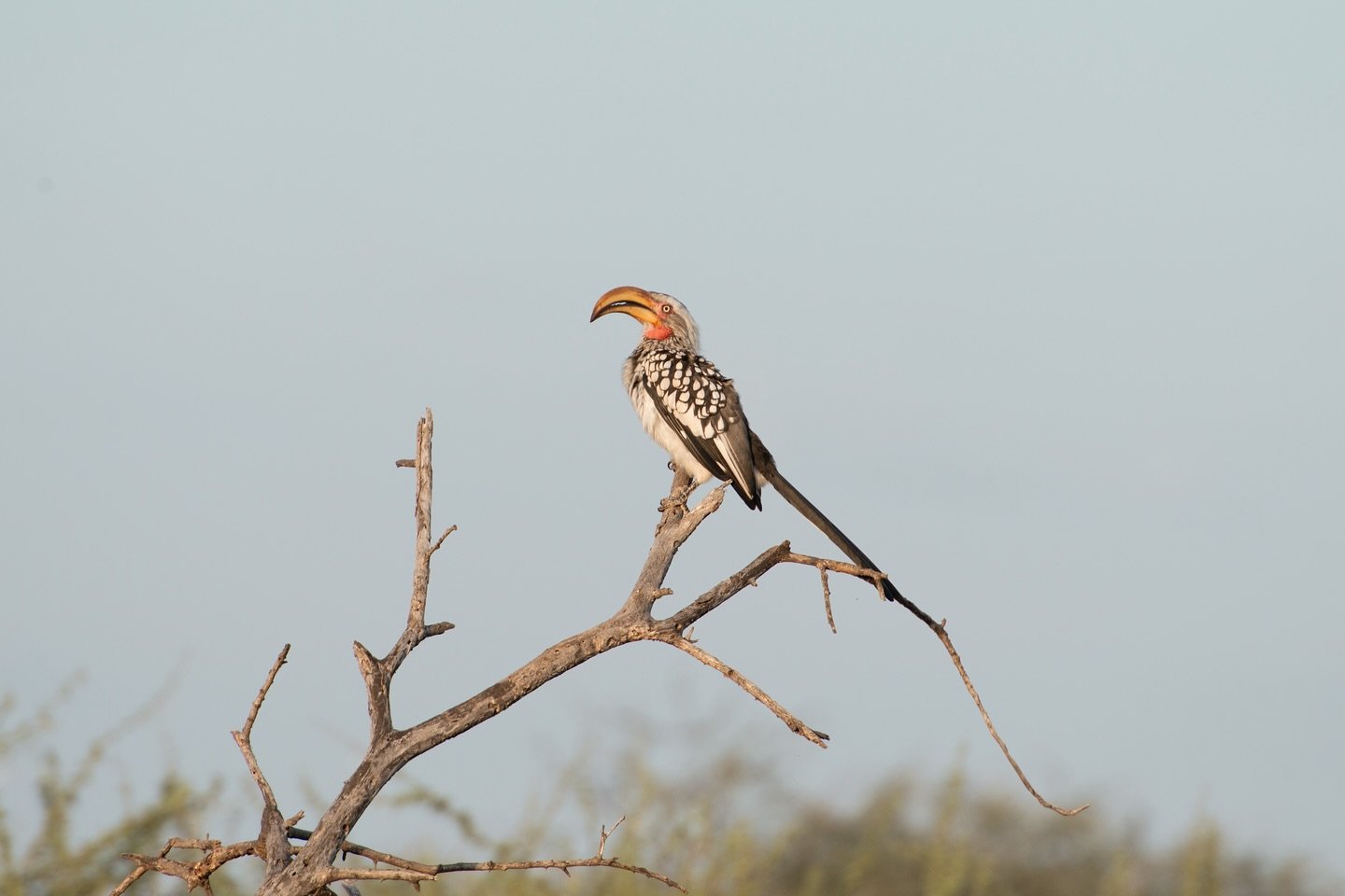 Moho Lele is definitely a birdwatcher&rsquo;s paradise! With over 350 recorded species in the area, every morning brings a new jam. 🎶🦜

📸 All photos taken by previous guests

#BirdwatchersParadise #BirdLovers #FeatheredBeauty #BirdingAdventures #W