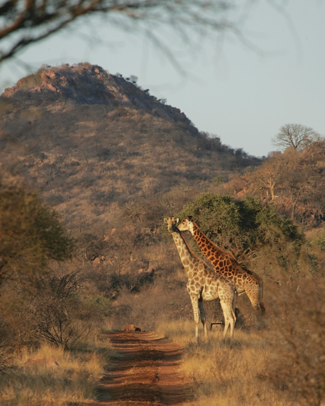 The friendliest welcome you&rsquo;ve ever seen? We agree! Our giraffes are hands down the farm&rsquo;s most curious residents. Always the first to say hello and the last to say goodbye! ✨🦒