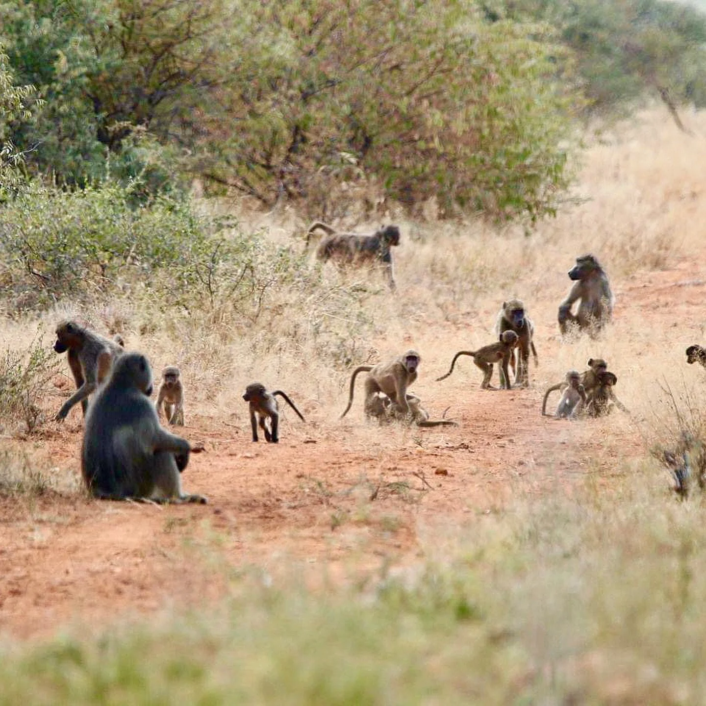 Moho Lele is home to around 60 wild species &mdash; here are some of the more familiar faces. 👋🏻

Some live side by side year-round, while others are just passing through. The giraffes? Full-time residents. The leopards? Rare guests! 🦒🐆