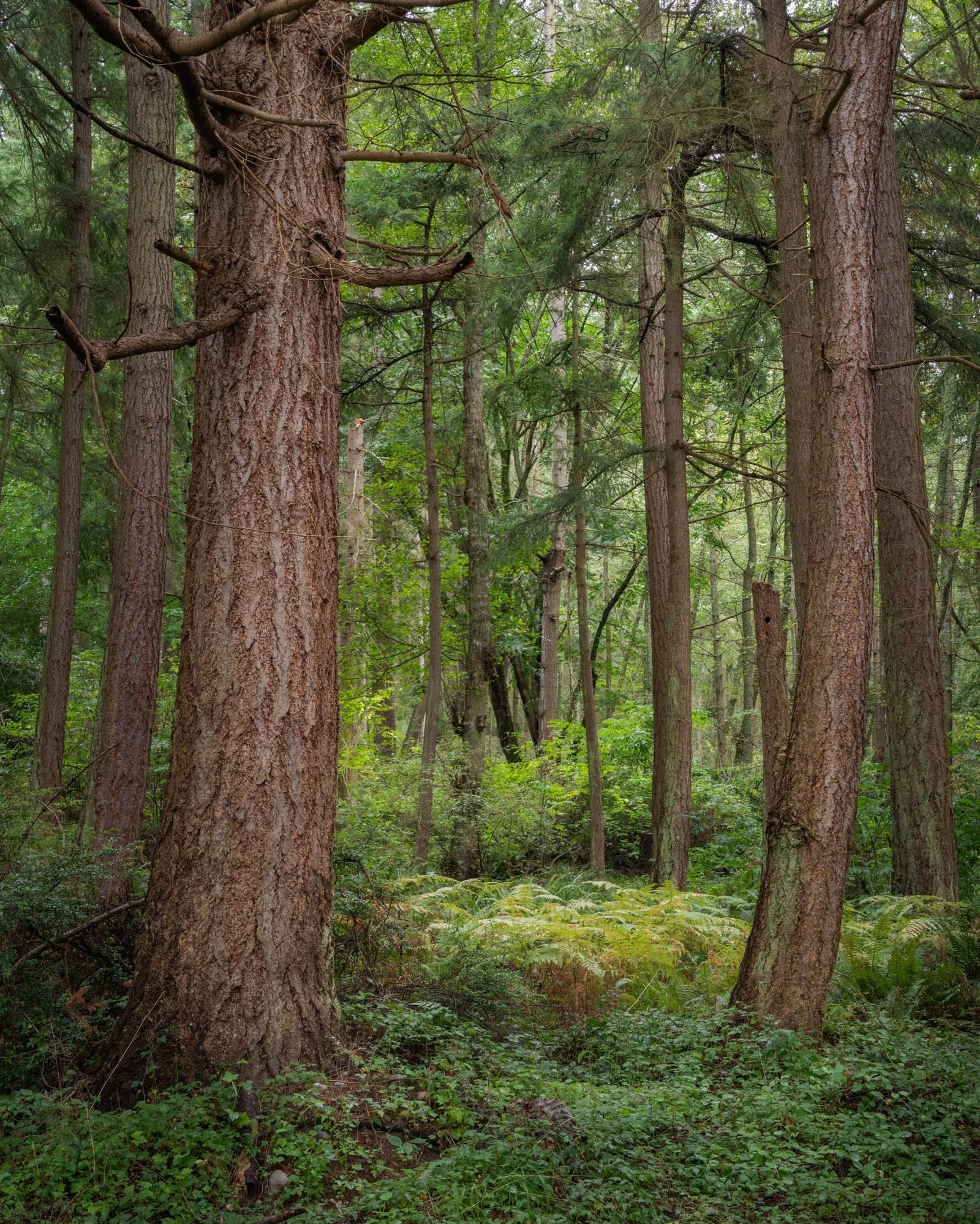 LegacyForests_039.jpg