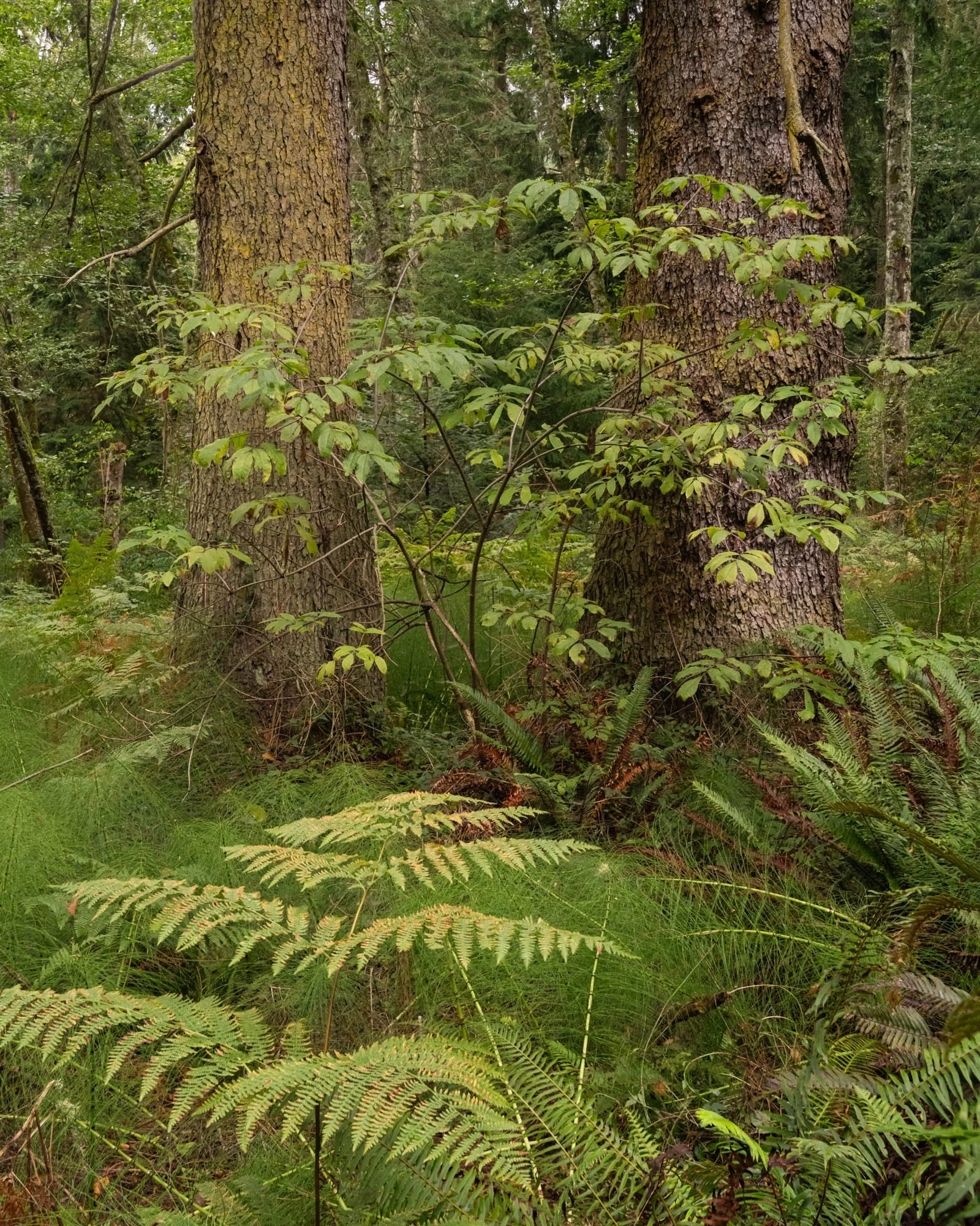 LegacyForests_033.jpg