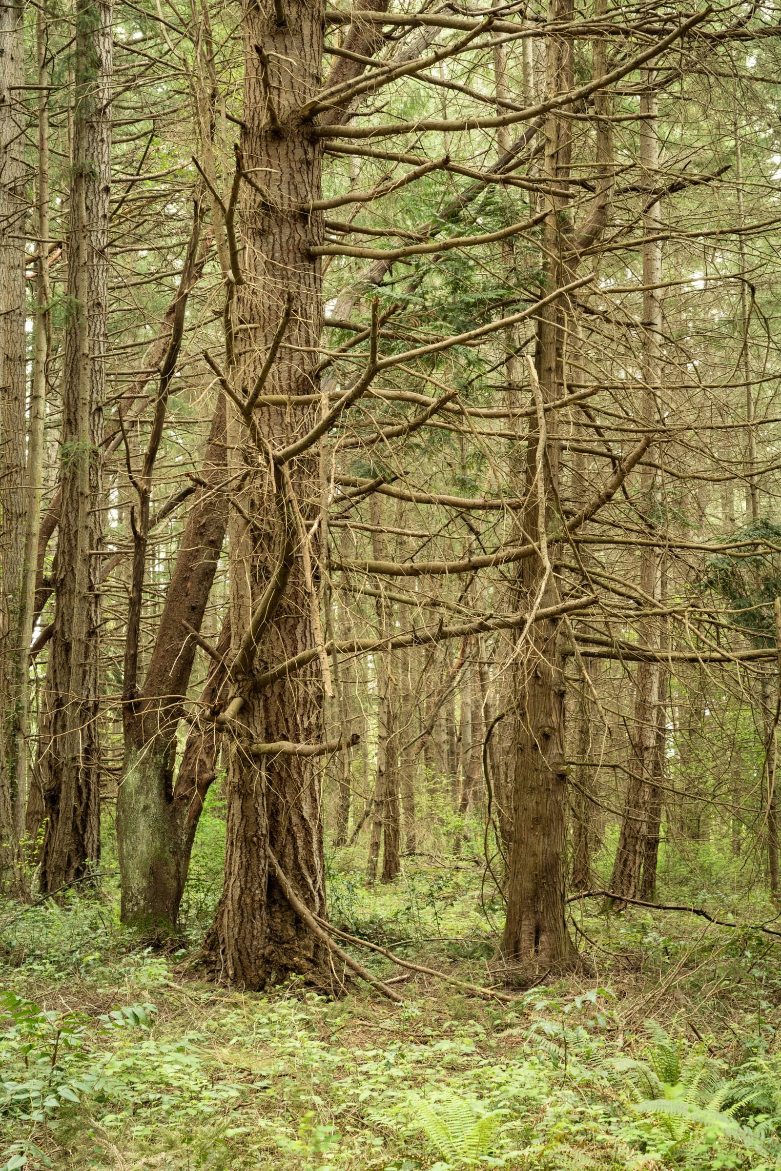 BarnumPoint_042826_036.jpg