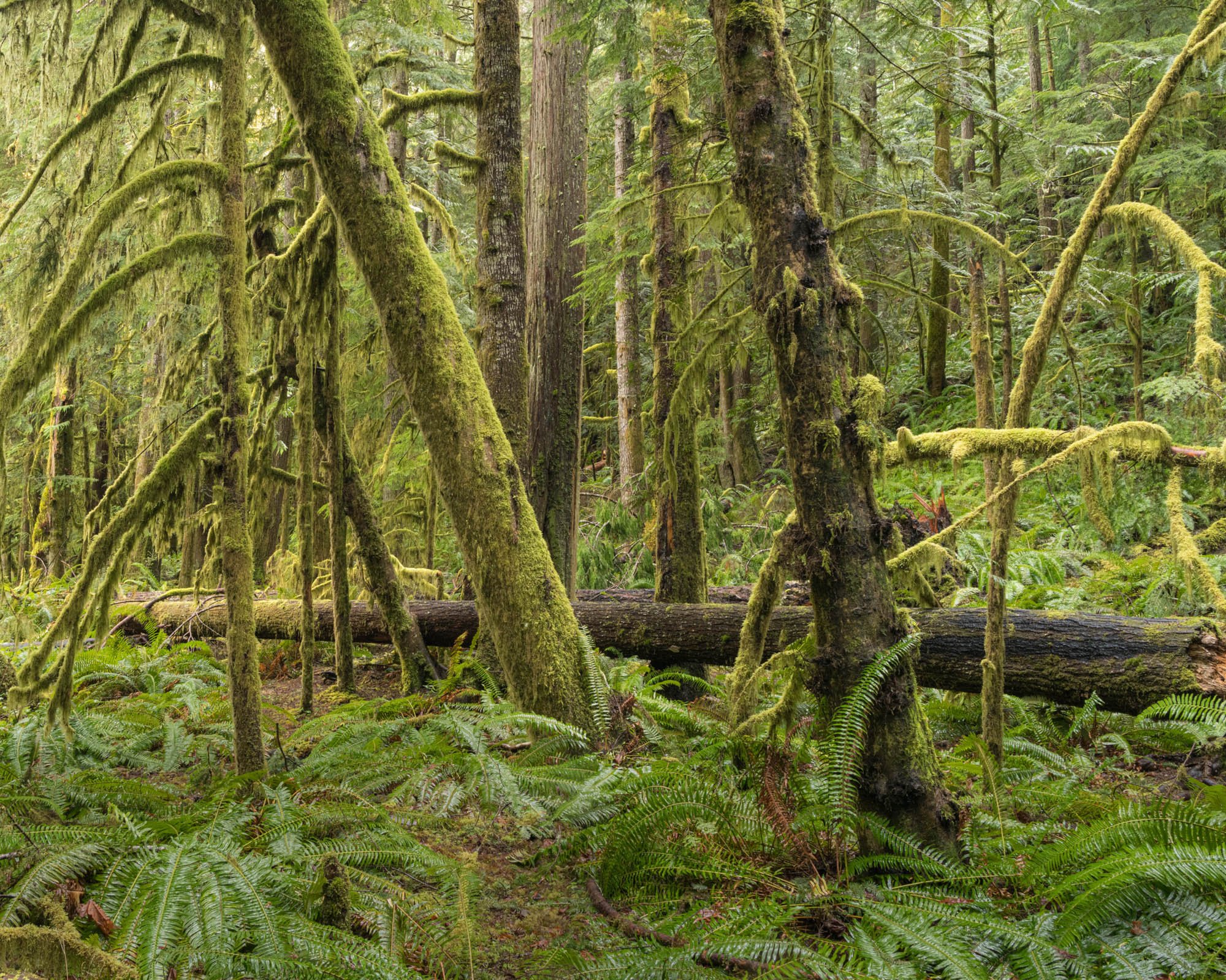 LegacyForests_021.jpg