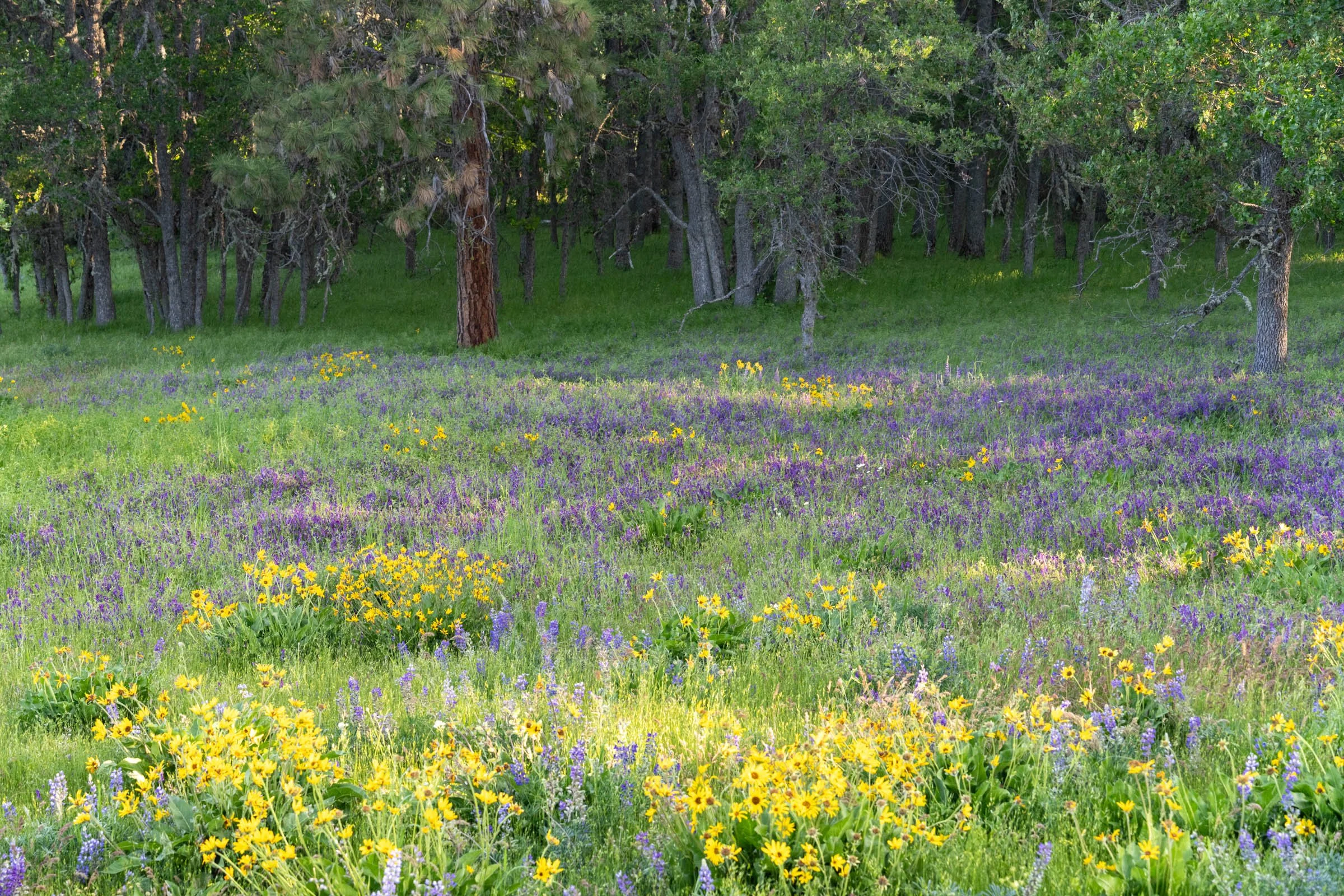 GorgeFlowers_006.jpg