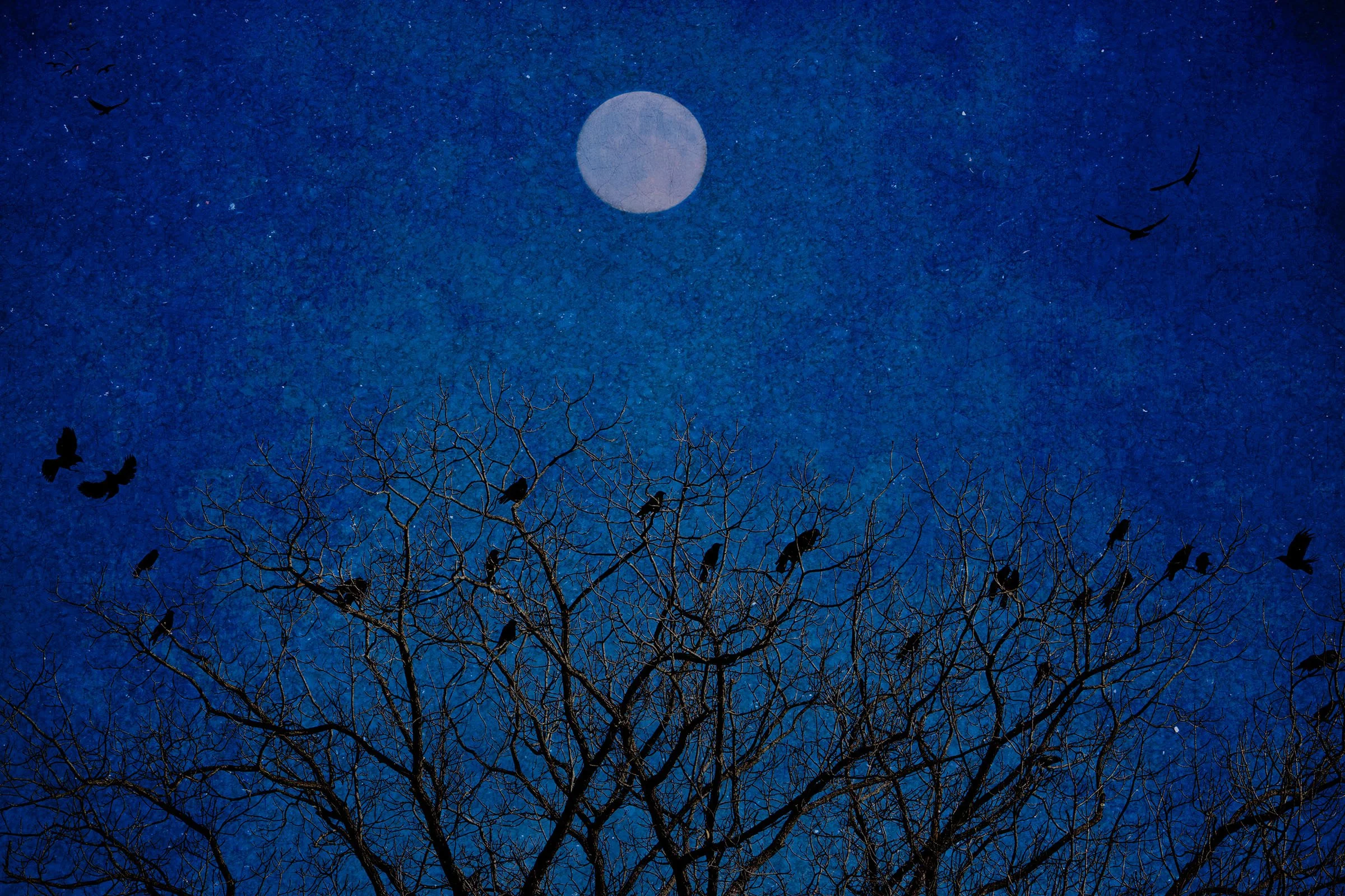 crows_sky_moon_022210_0192 copy.jpg