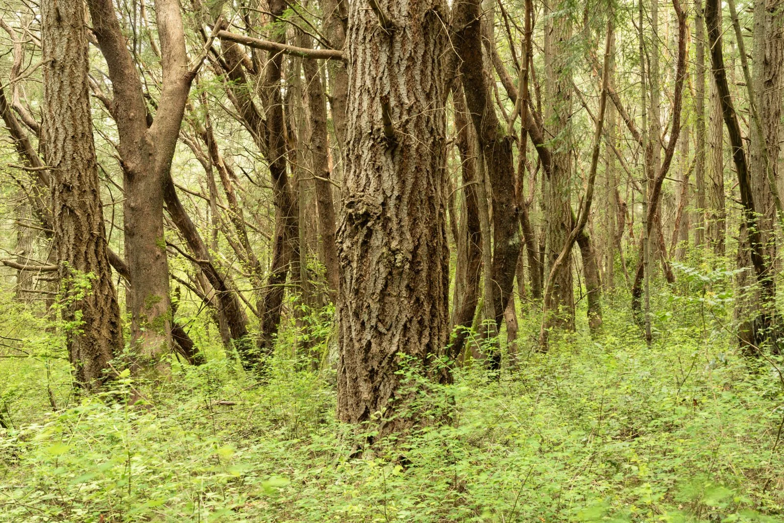 LegacyForests_043.jpg