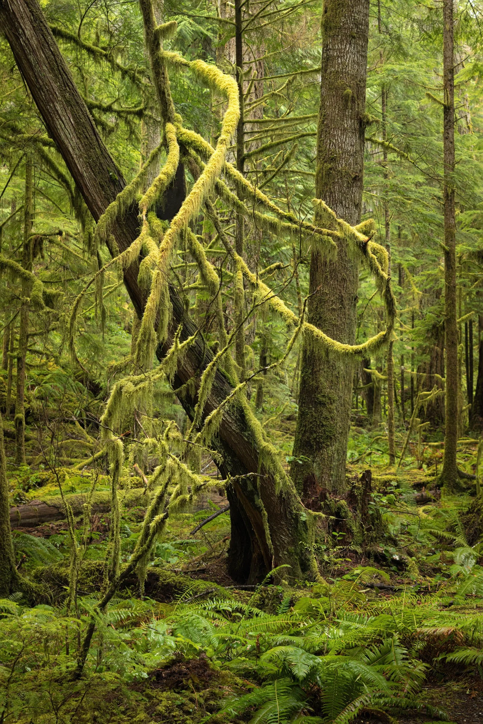 LegacyForests_024.jpg