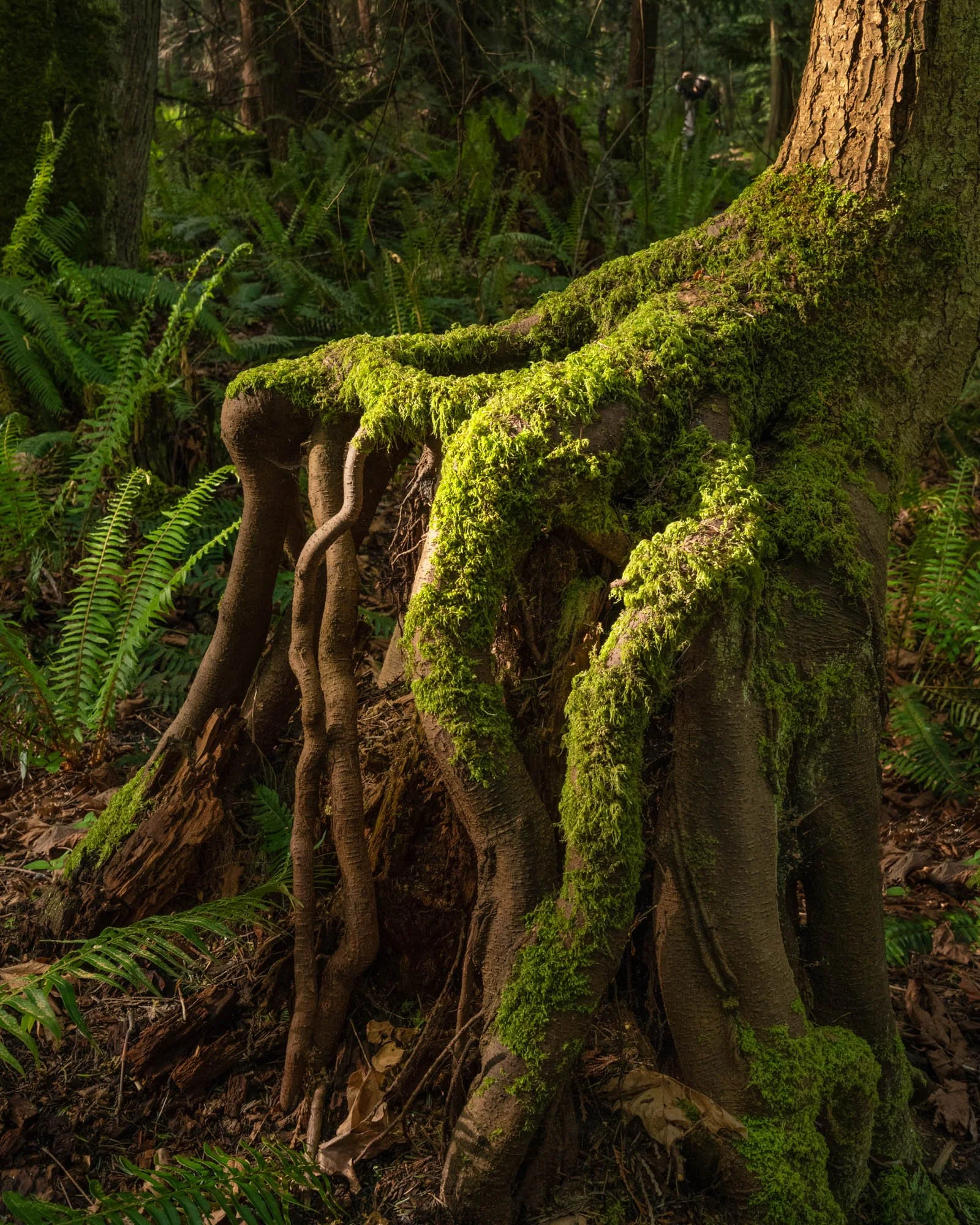 LegacyForests_051.jpg