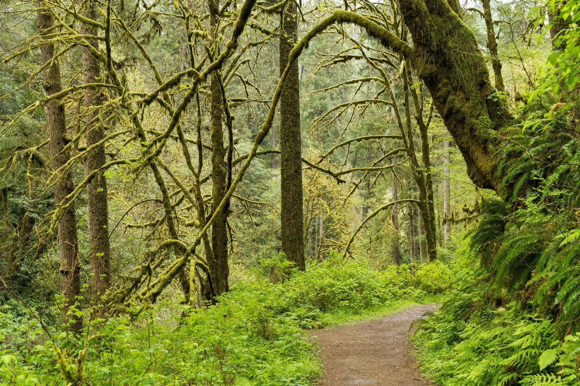 LegacyForests_027.jpg