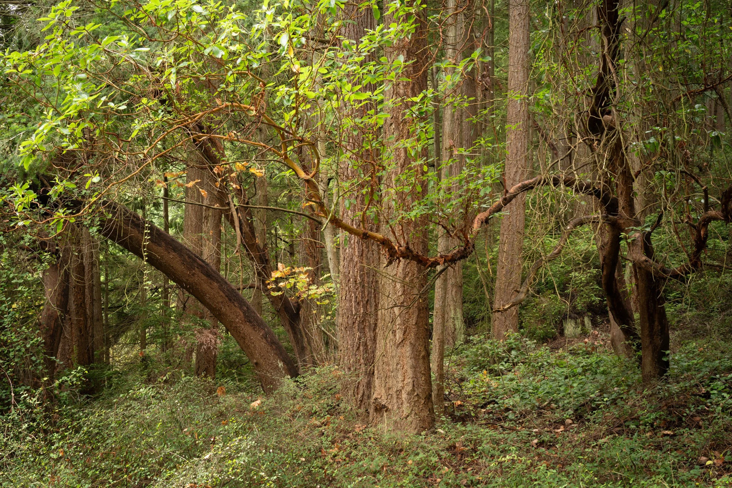 LegacyForests_036.jpg