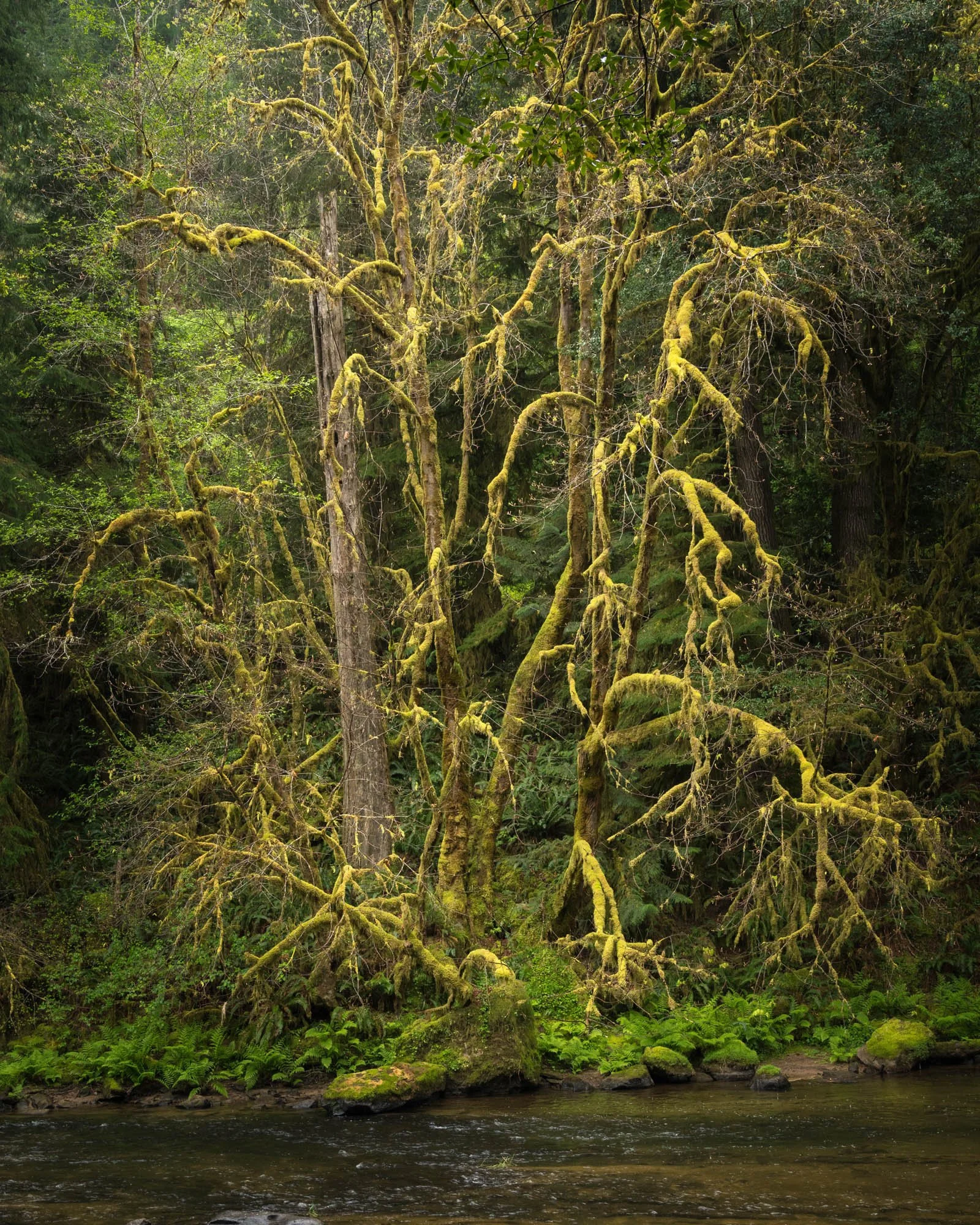 LegacyForests_031.jpg
