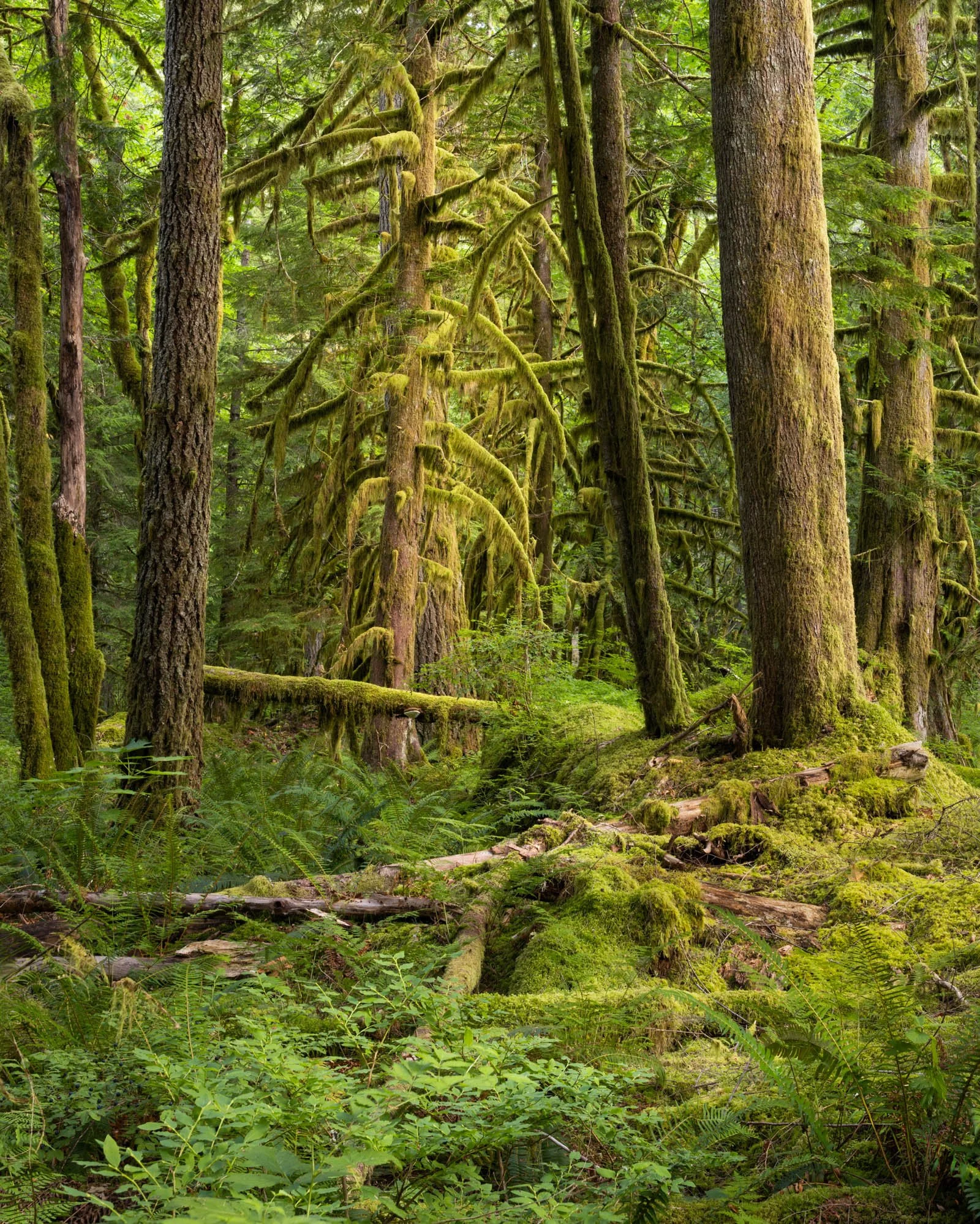 LegacyForests_017.jpg