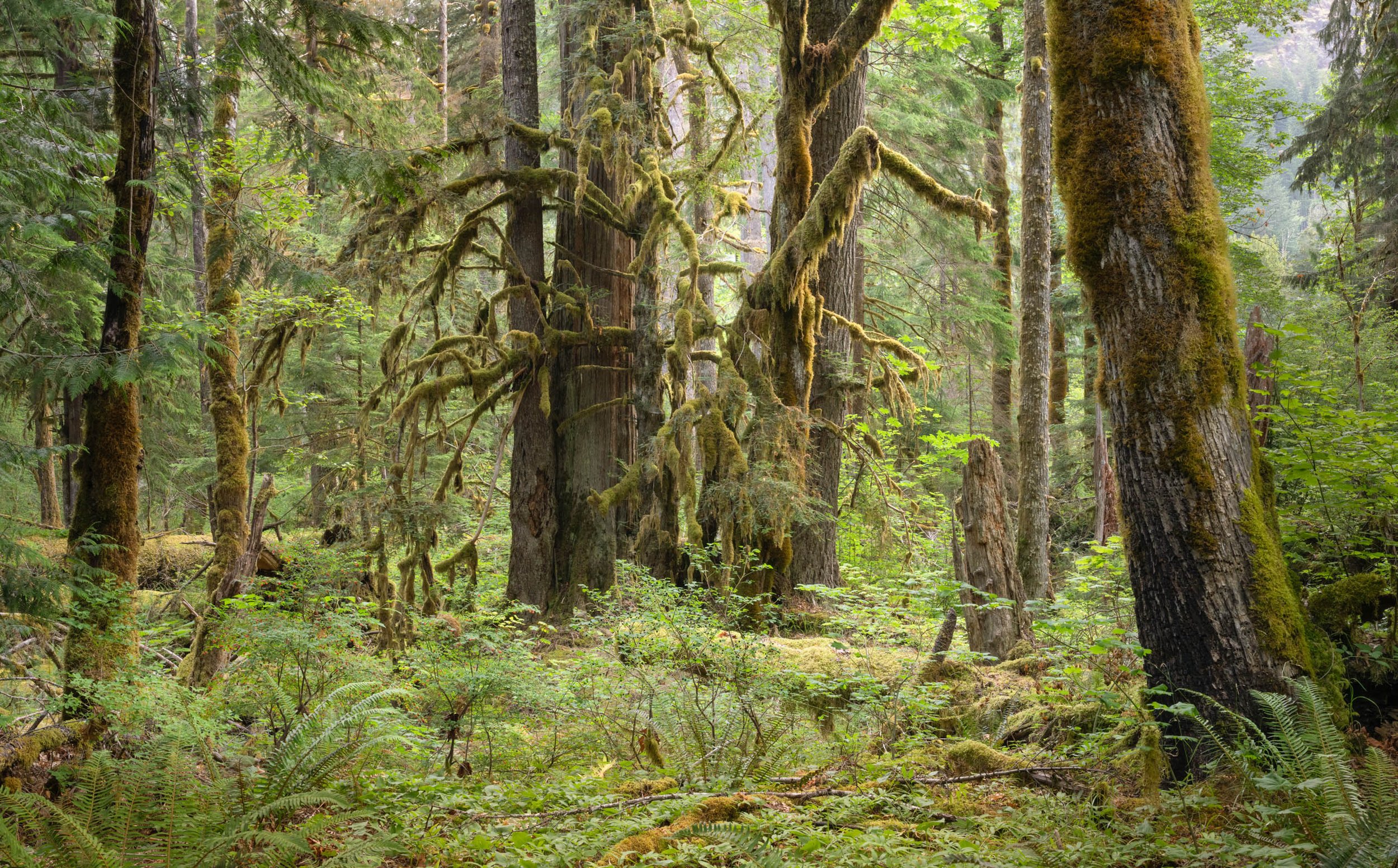 LegacyForests_018.jpg