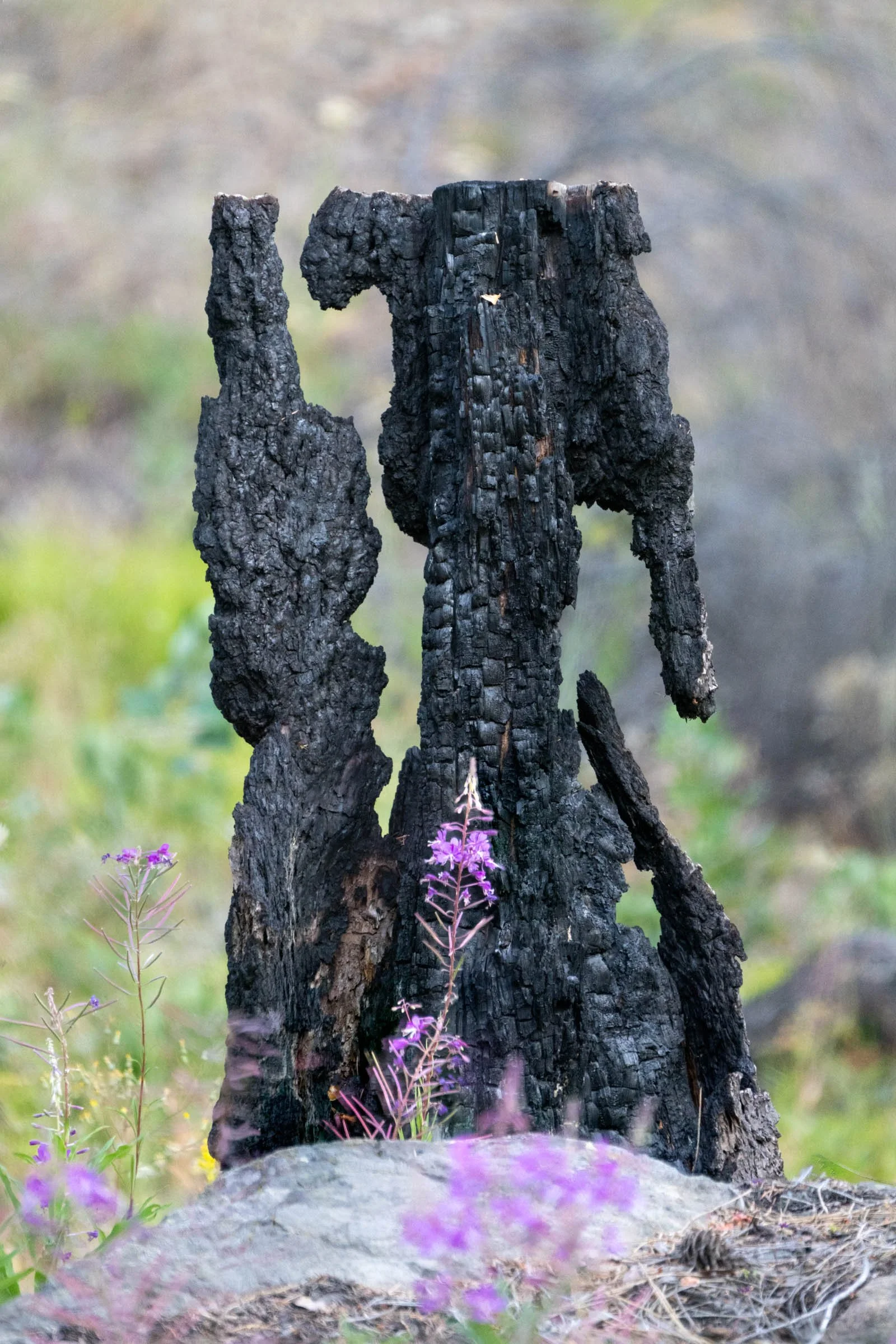 AfterFire_003.jpg