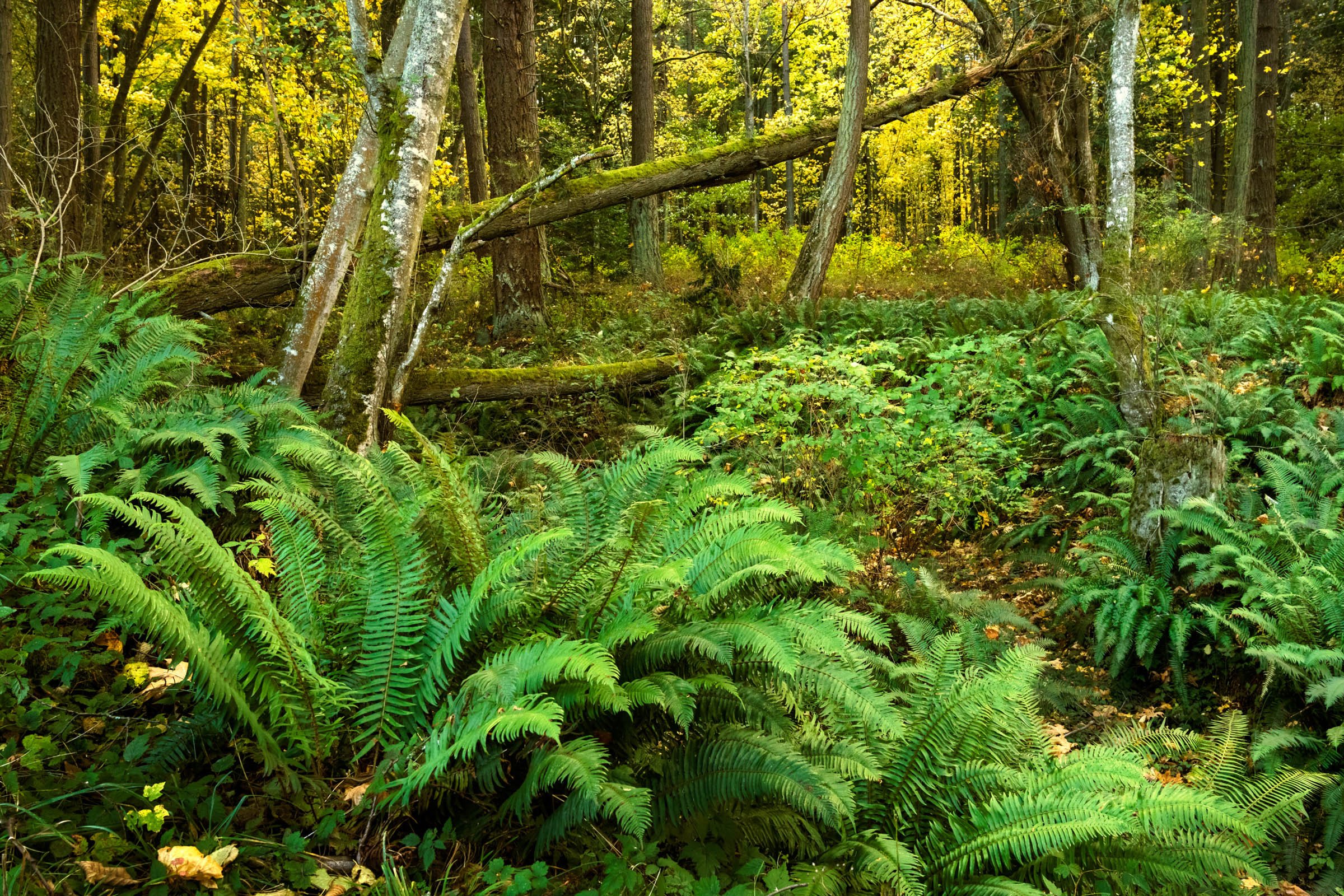 LegacyForests_008.jpg