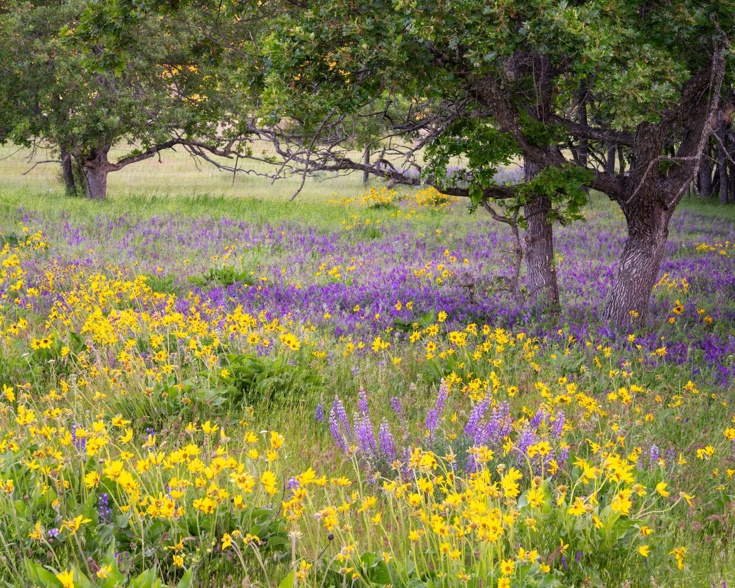 GorgeFlowers_007.jpg